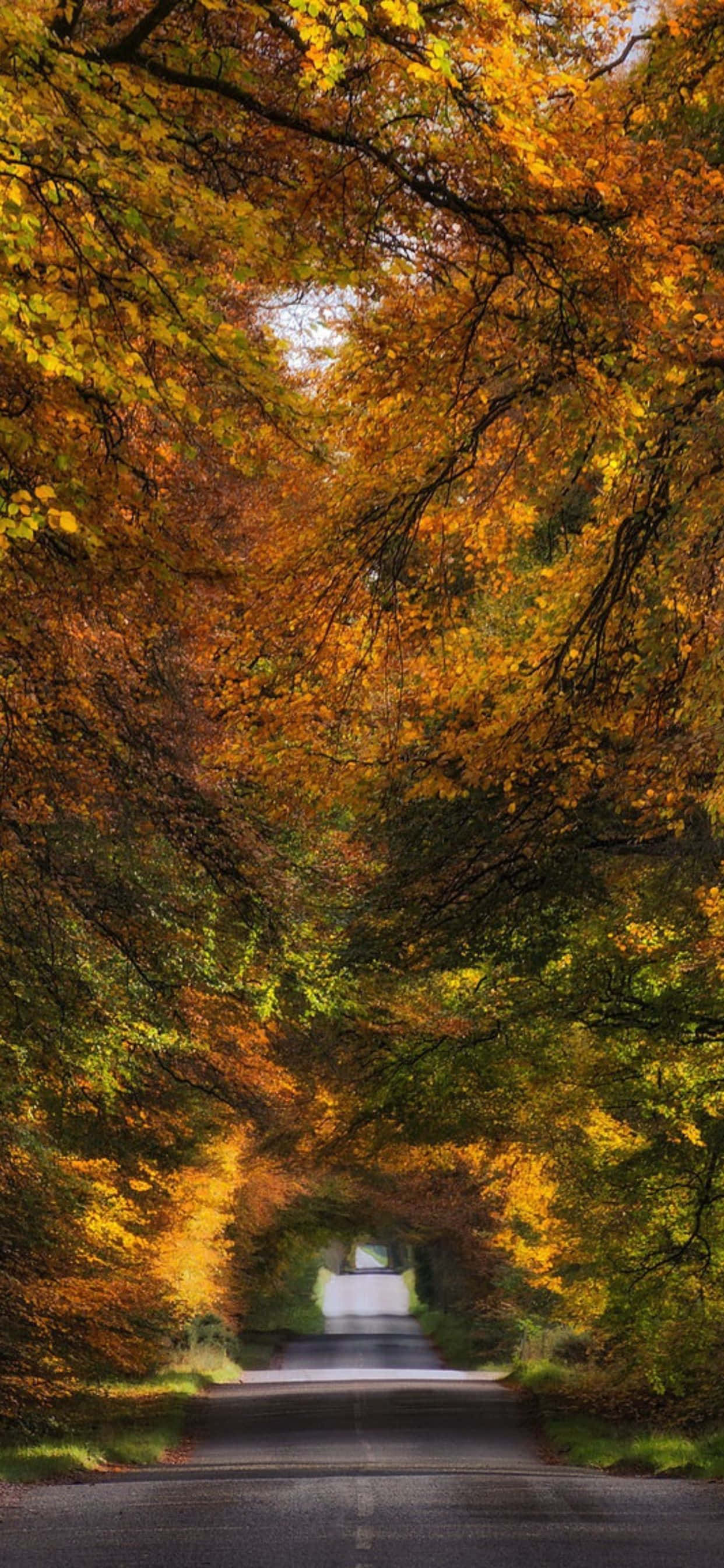 Capturează Frumusețea Toamnei Cu Cel Mai Recent iPhone Xs Max Fundal