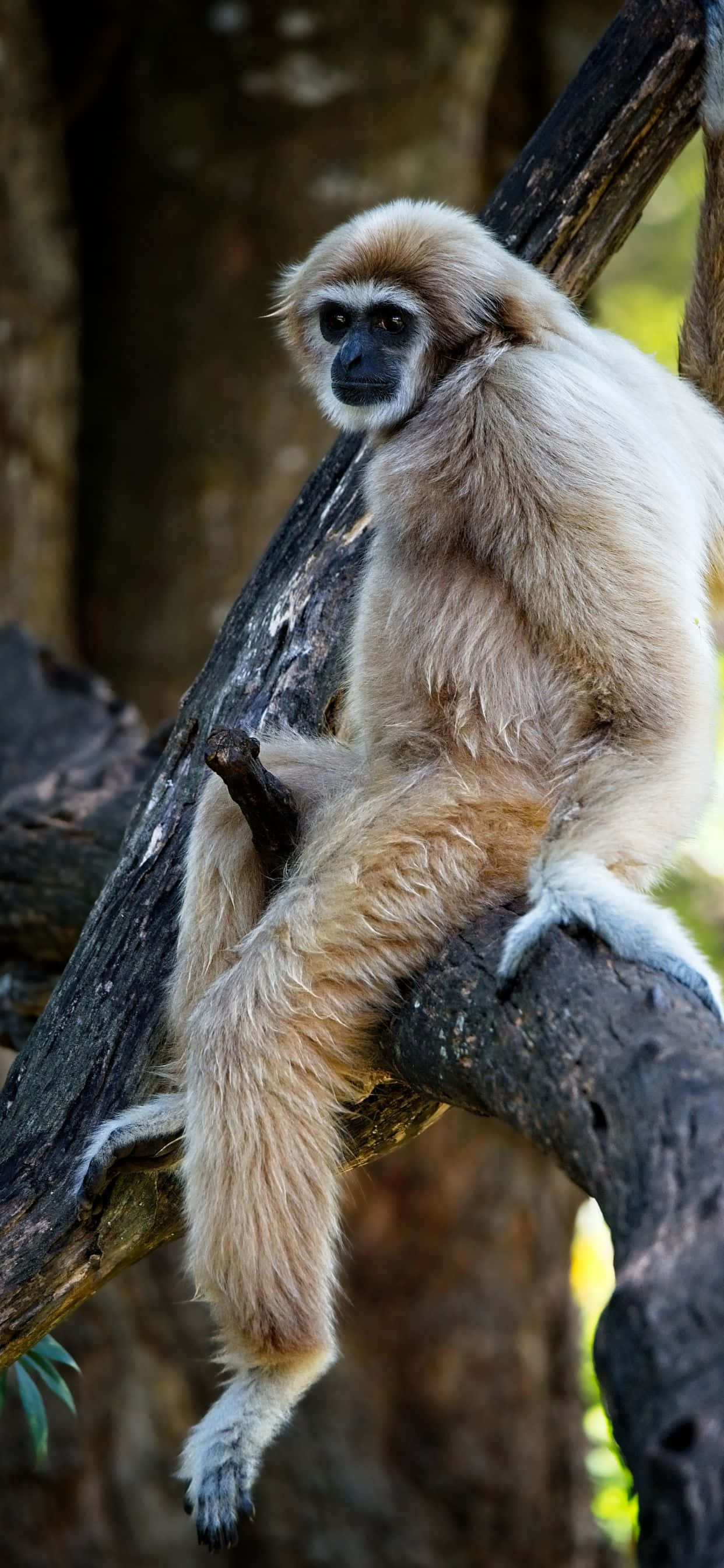 Capturează un Moment cu iPhone Xs Max Gibbon! Fundal