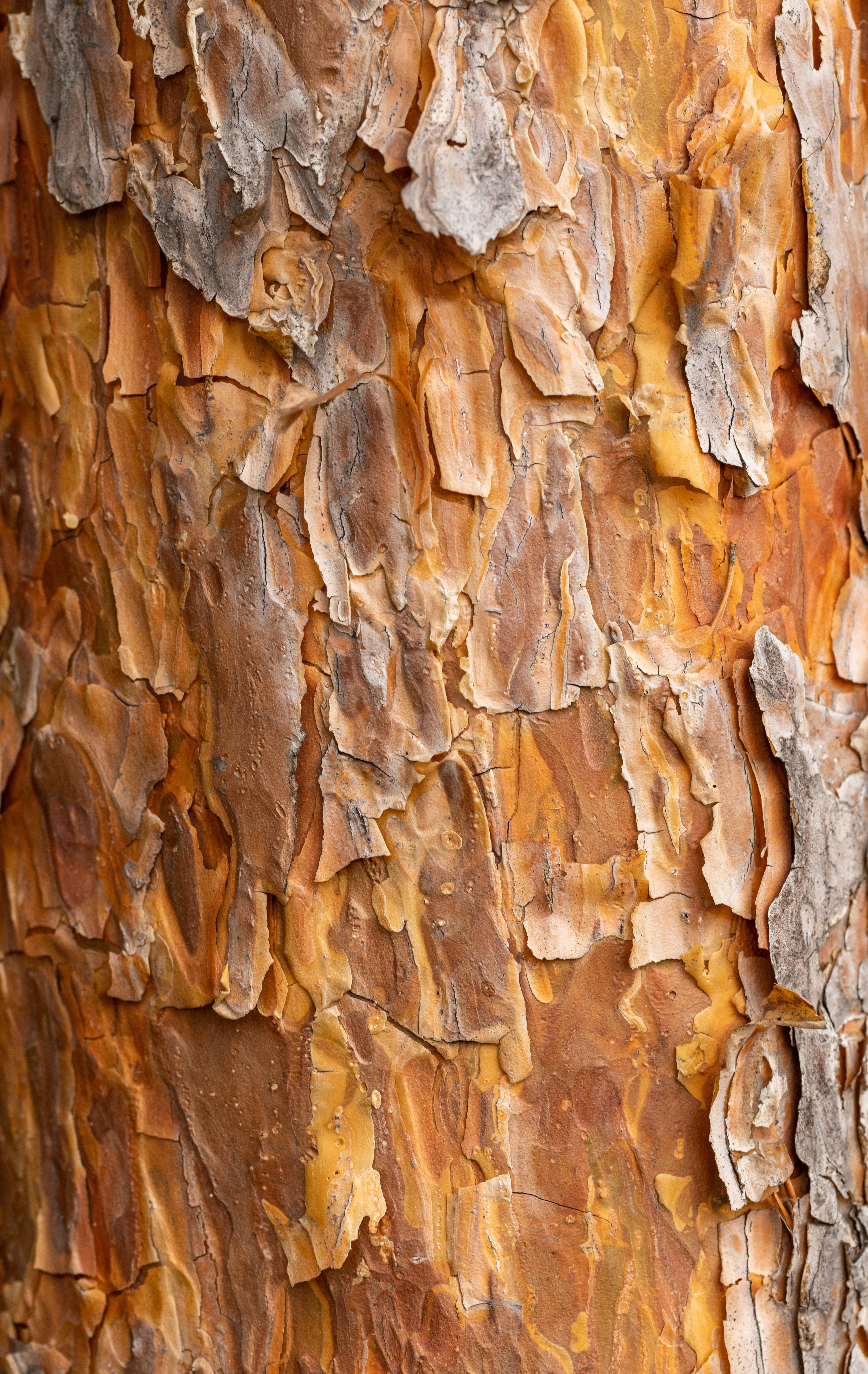 Caramel Brown Textured Bark Fundal