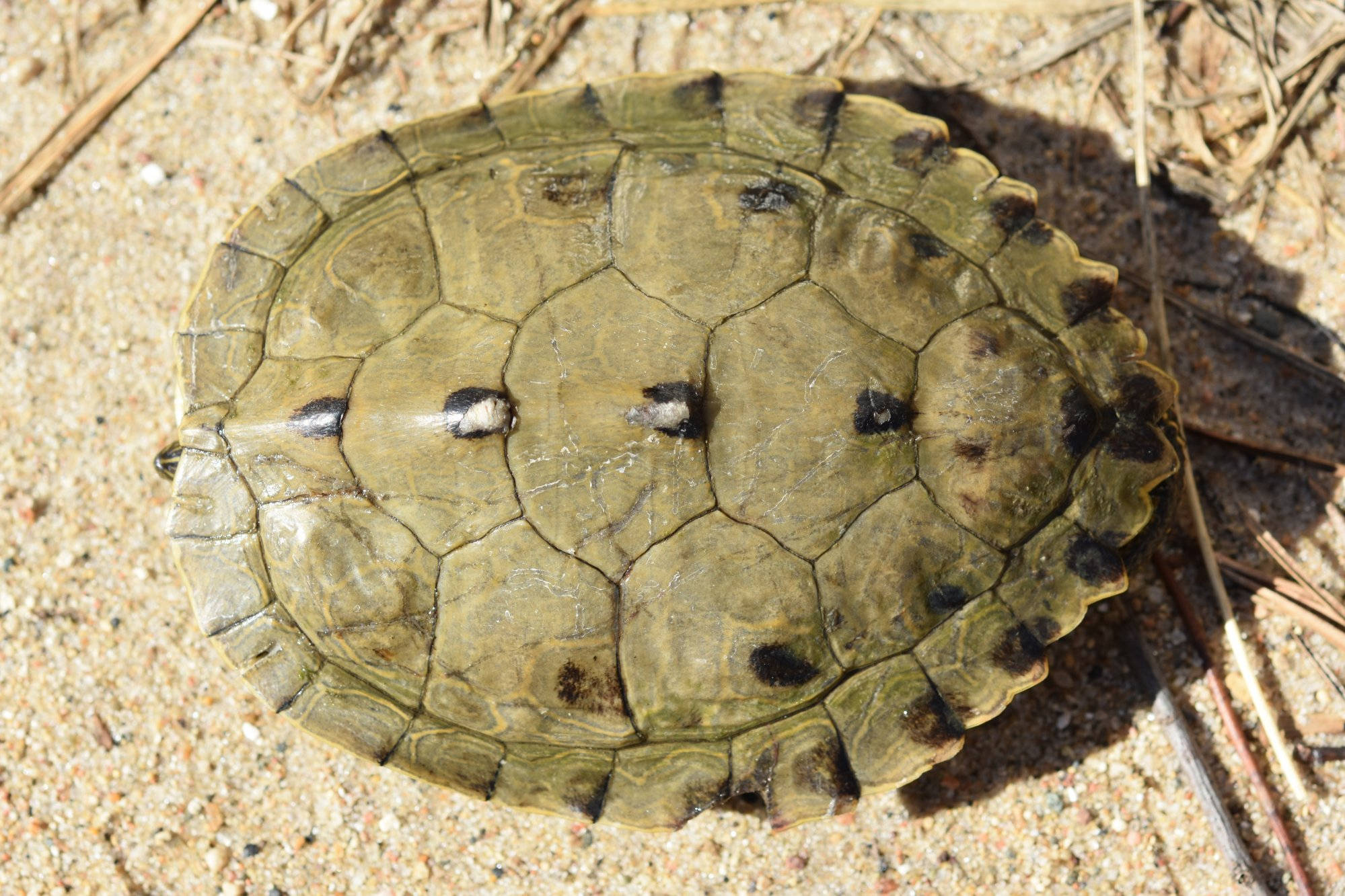 Carapace de broaște țestos falsă mascul adult Fundal