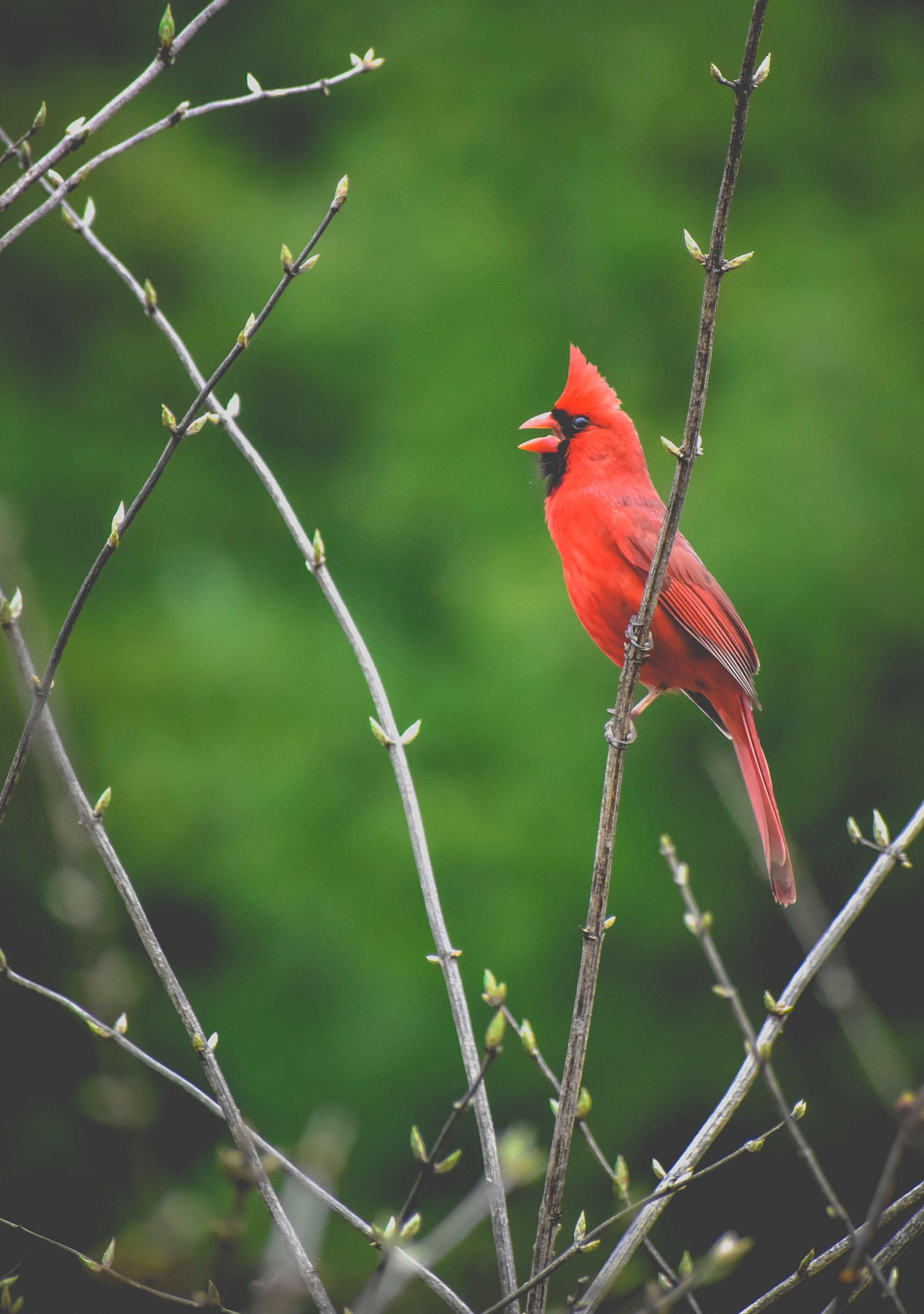 Cardinal cântând Fundal