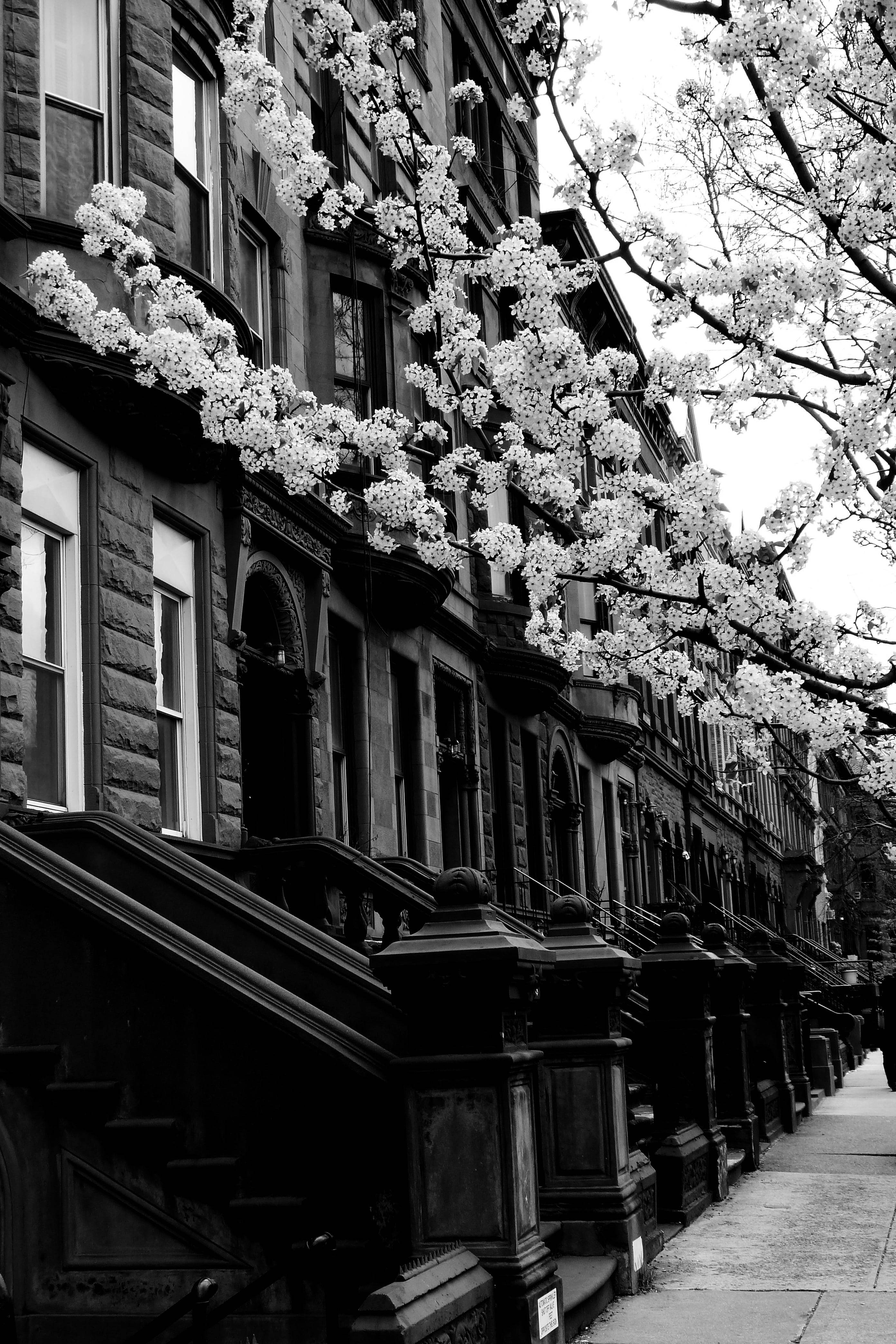 Cartierul Harlem New York alb-negru Fundal