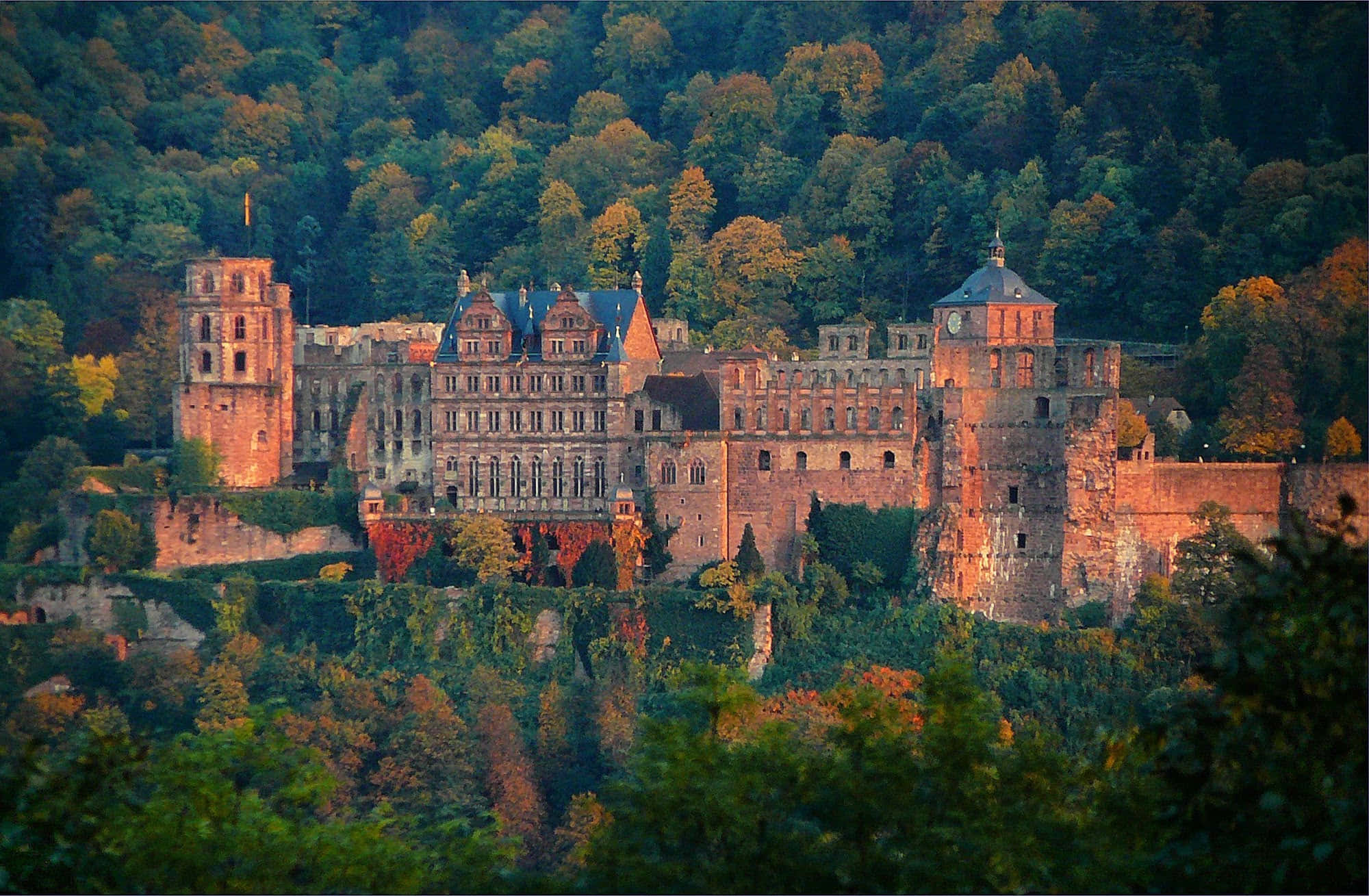 Castelul Heidelberg cu copaci de toamnă Fundal