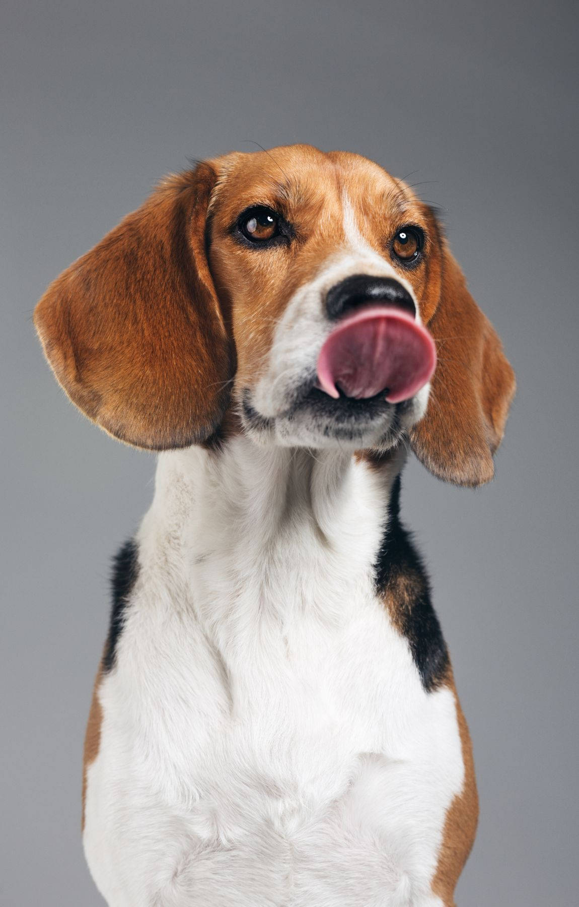 Cățel Beagle Jucăuș Licking Fundal
