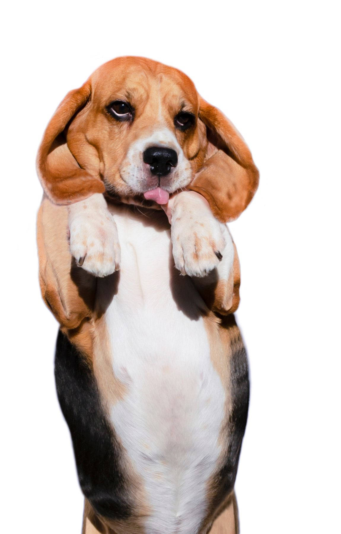 Cățel Beagle Stând în Picioare Fundal