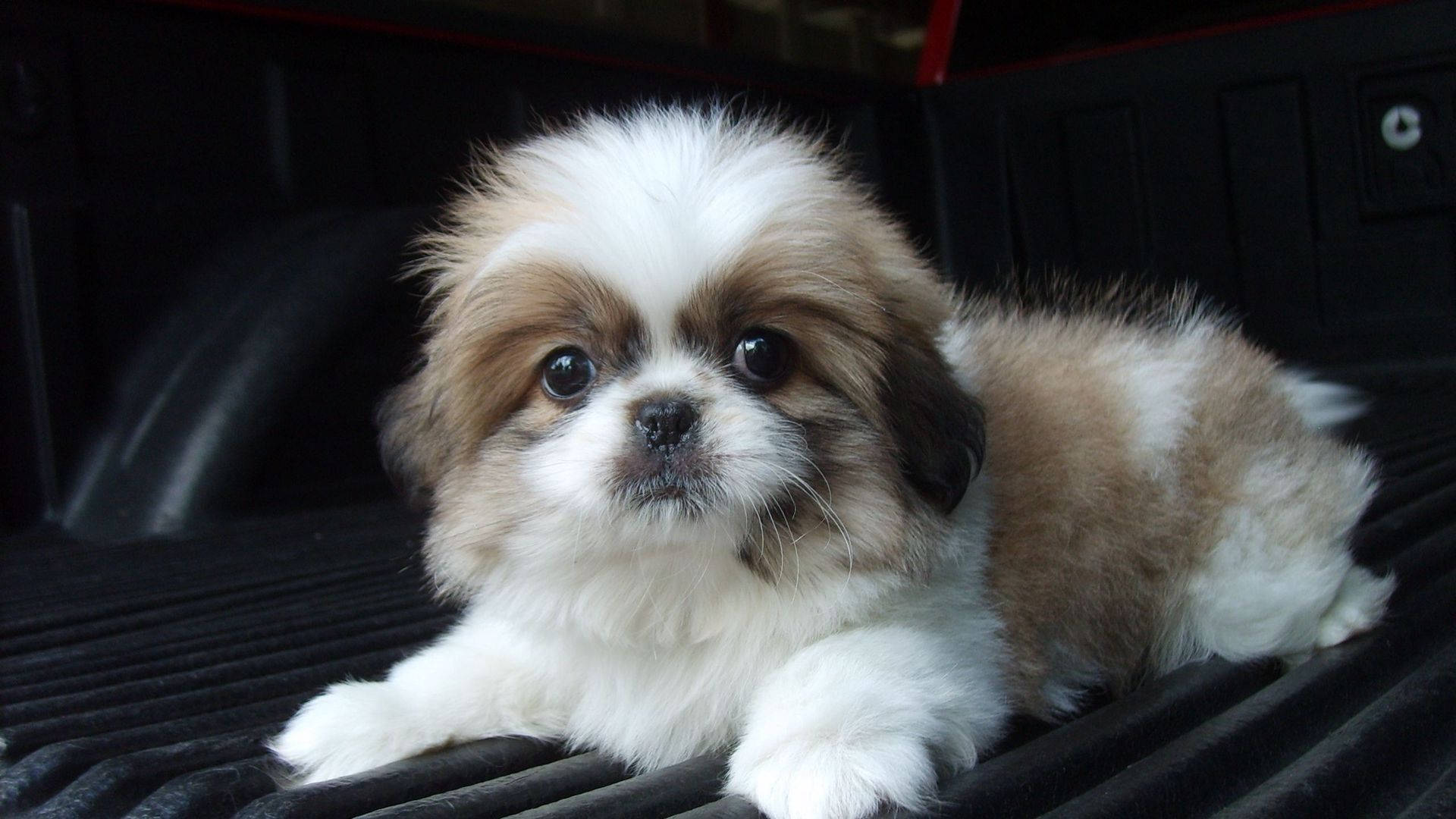 Cățel Shih Tzu Privind la Cameră Fundal