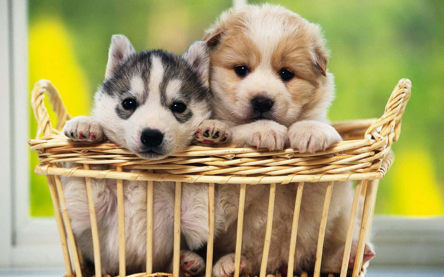Cățeluș adorabil întins pe iarbă Fundal