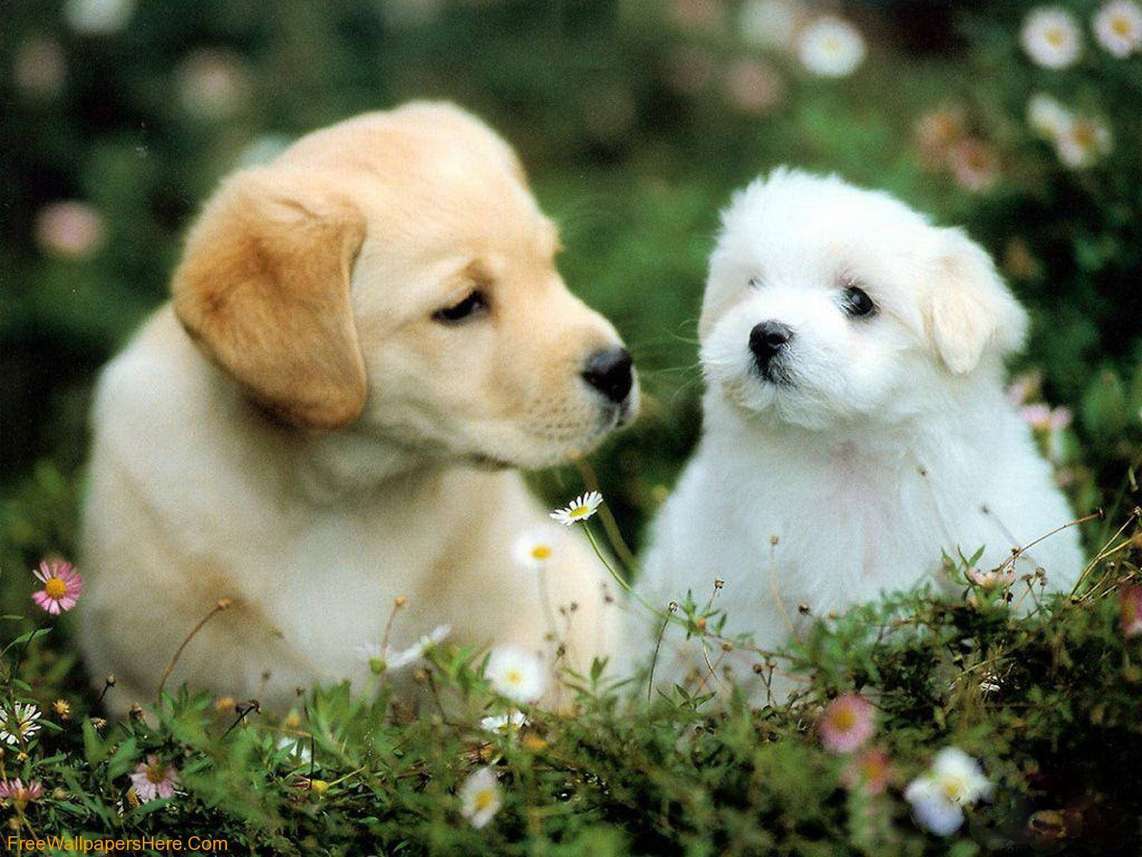Cățeluș adorabil relaxându-se în razele soarelui Fundal
