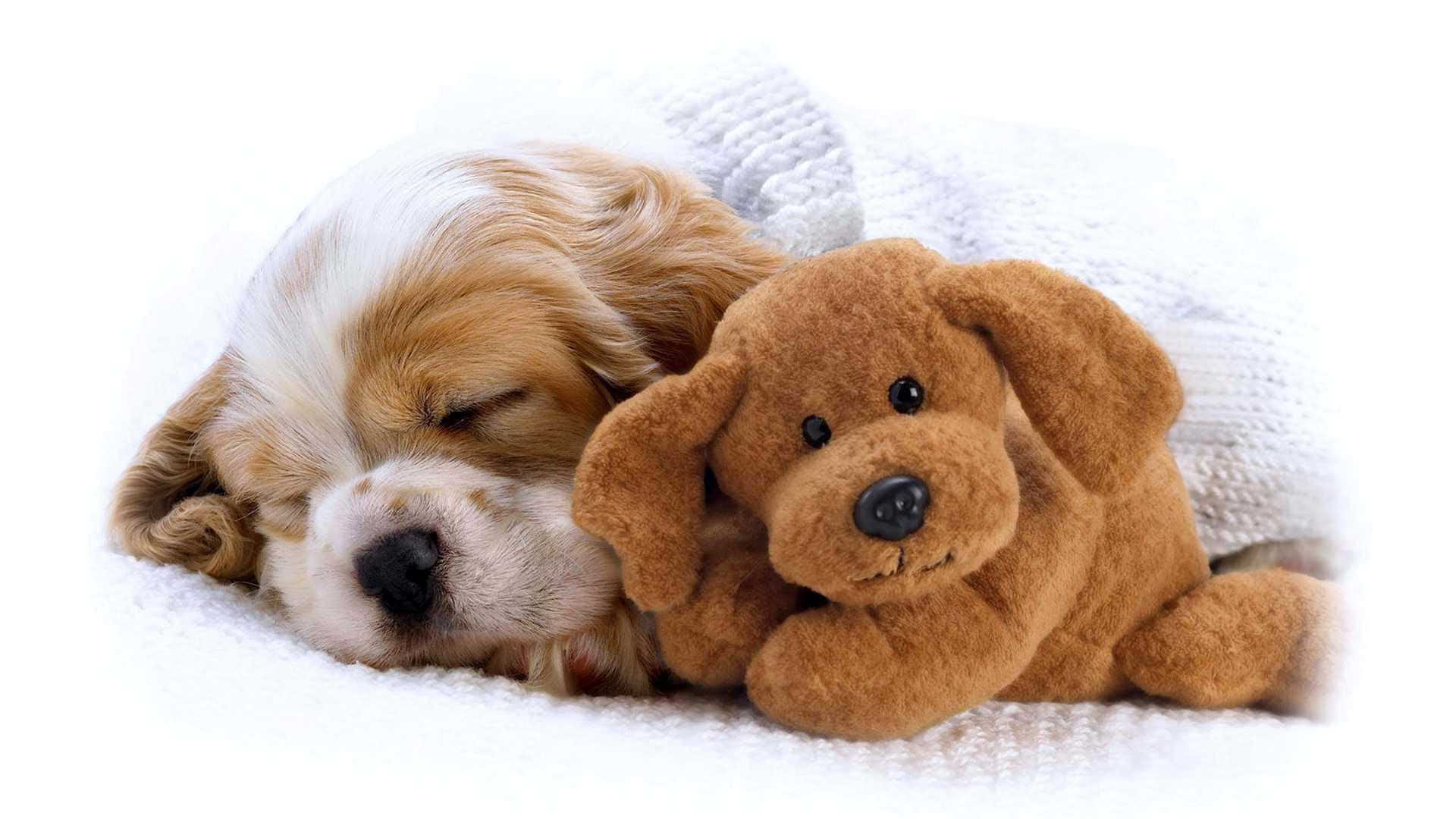 Cățeluș Adorabil Relaxându-se într-o Zi Însorită Fundal