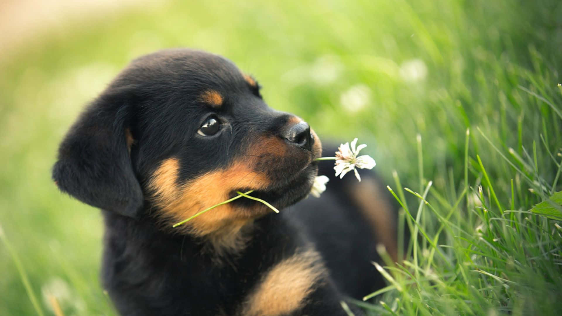 Cățeluș adorabil zâmbind în timp ce se relaxează în iarbă Fundal