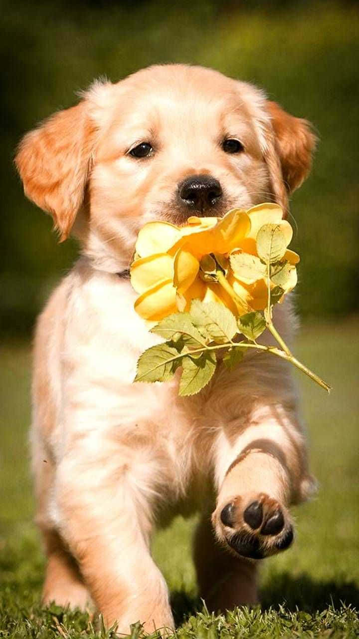 Cățeluș adorabil și drăguț Fundal