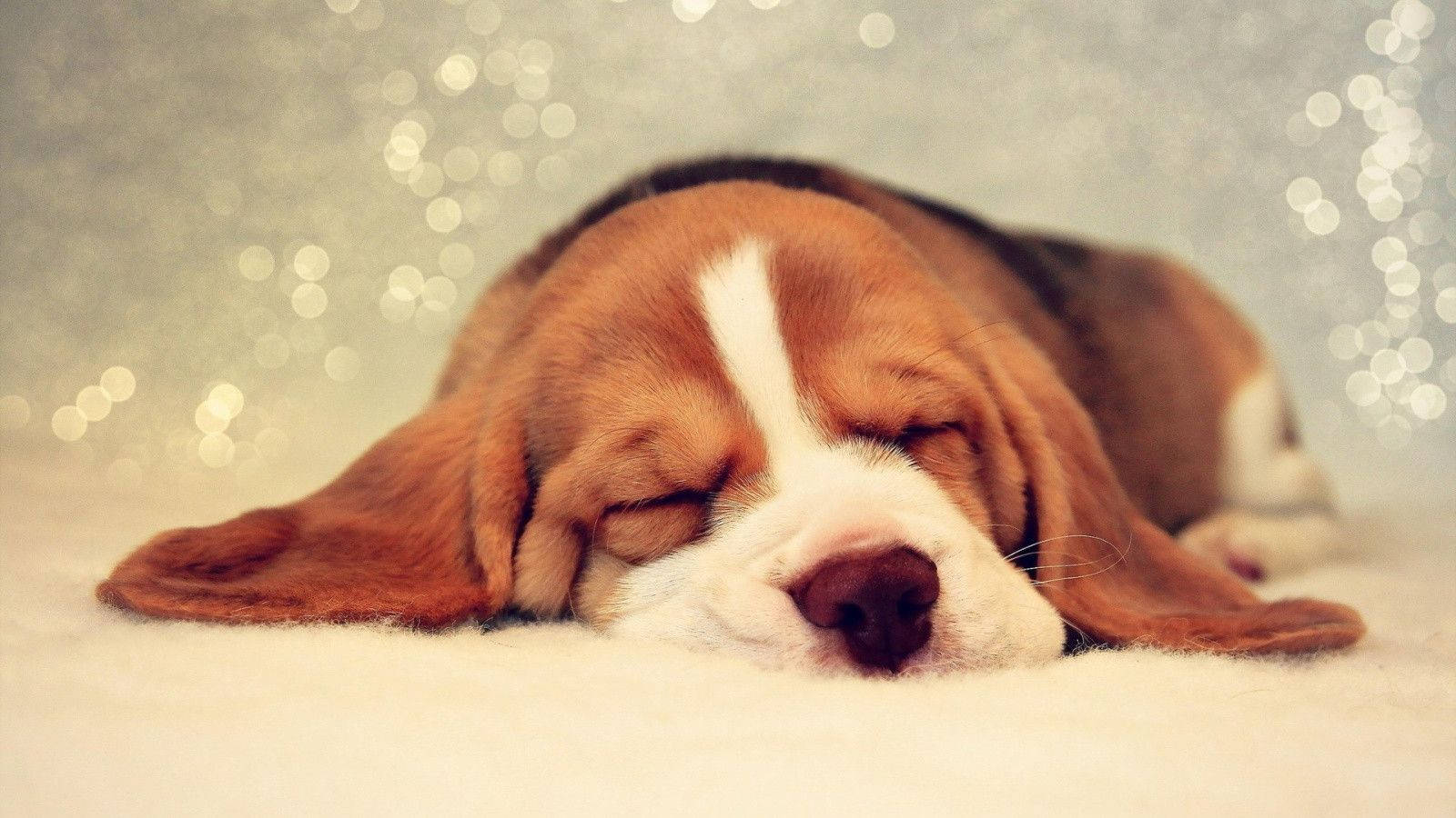 Cățeluș Beagle Adormit Drăguț Fundal
