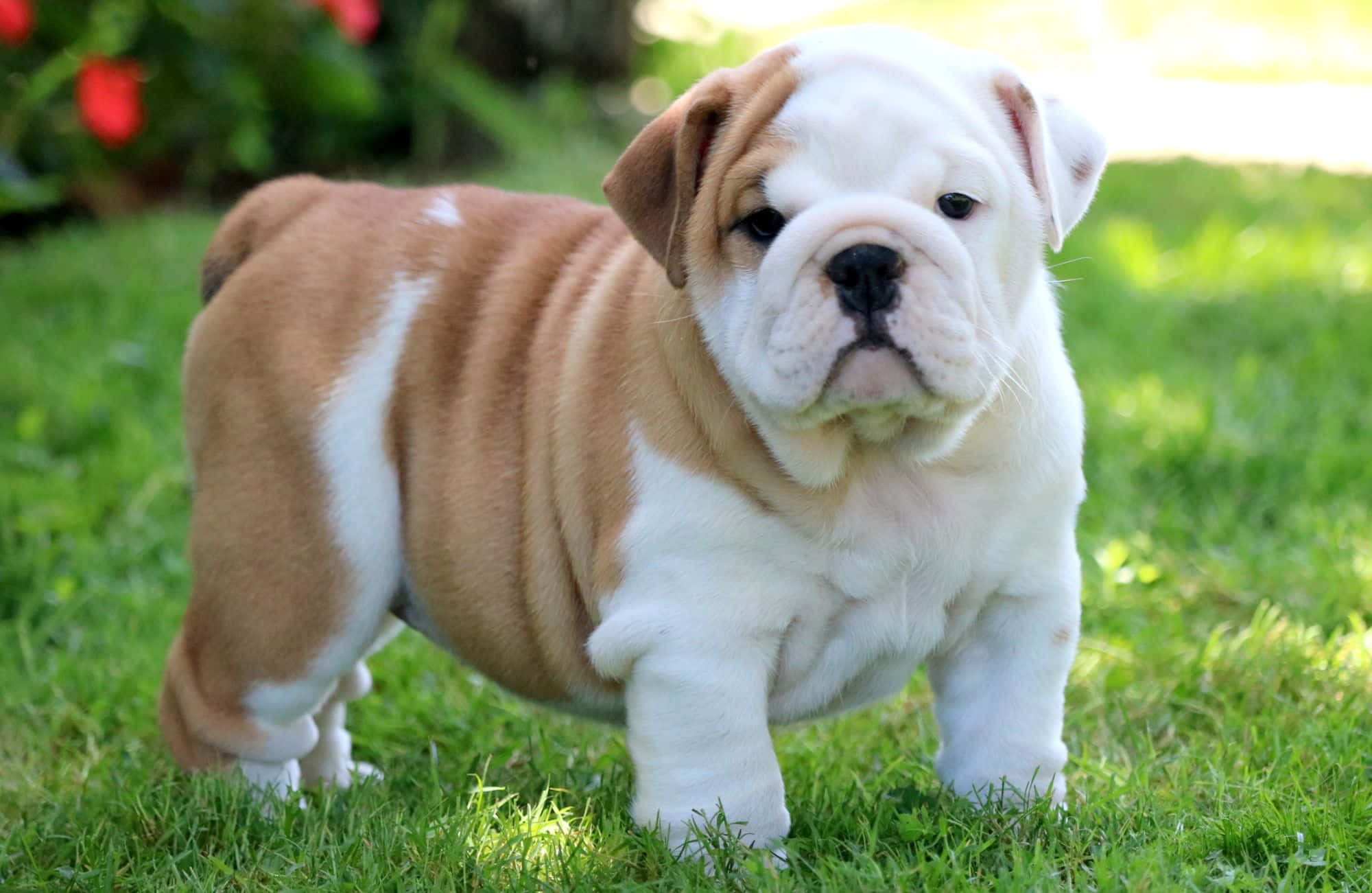 Cățeluș Bulldog Gras și Adorabil Fundal