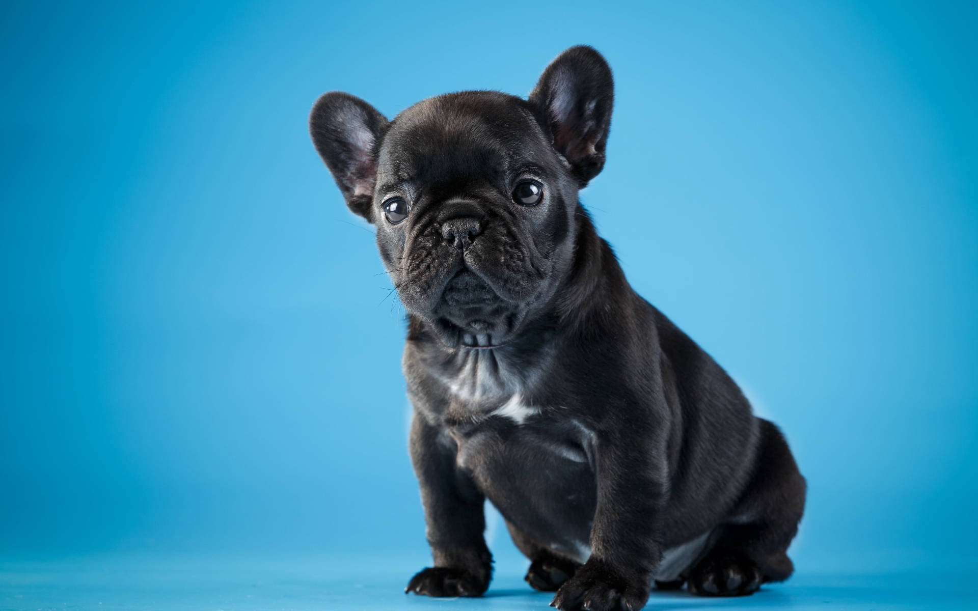 Cățeluș Bulldog Negru Drăguț Fundal