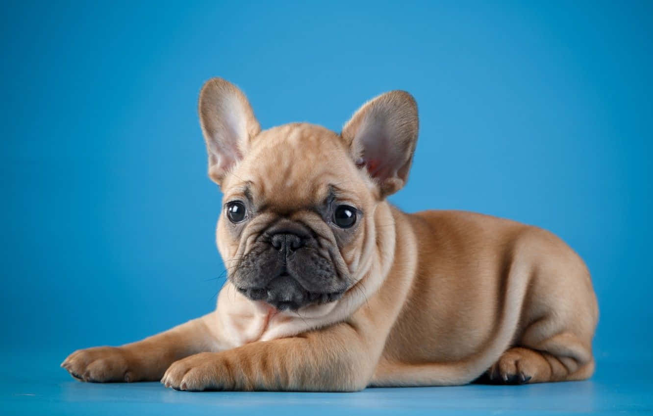 Cățeluș Bulldog Francez În Poză Fundal
