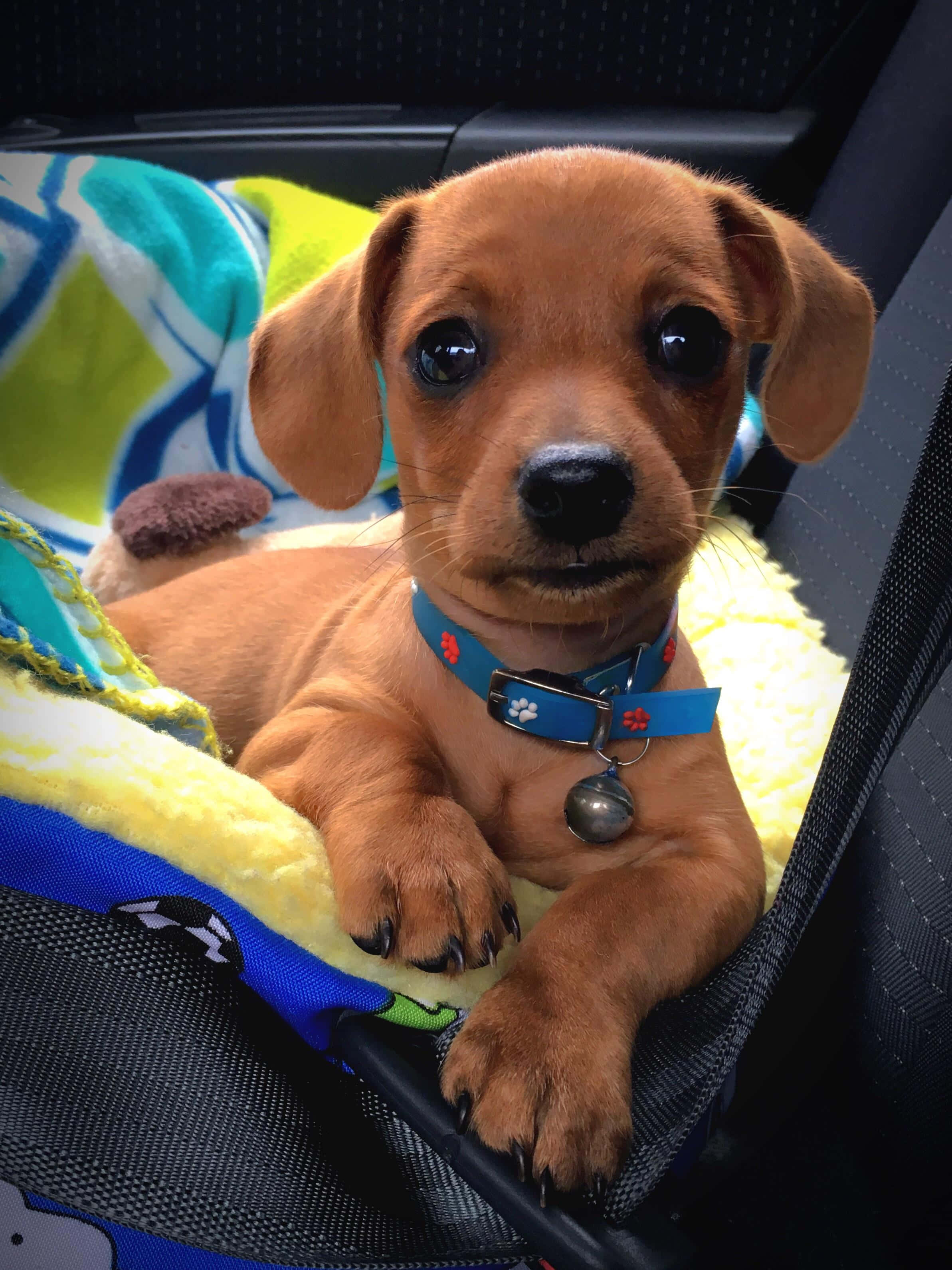 Cățeluș Dachshund adorabil Fundal