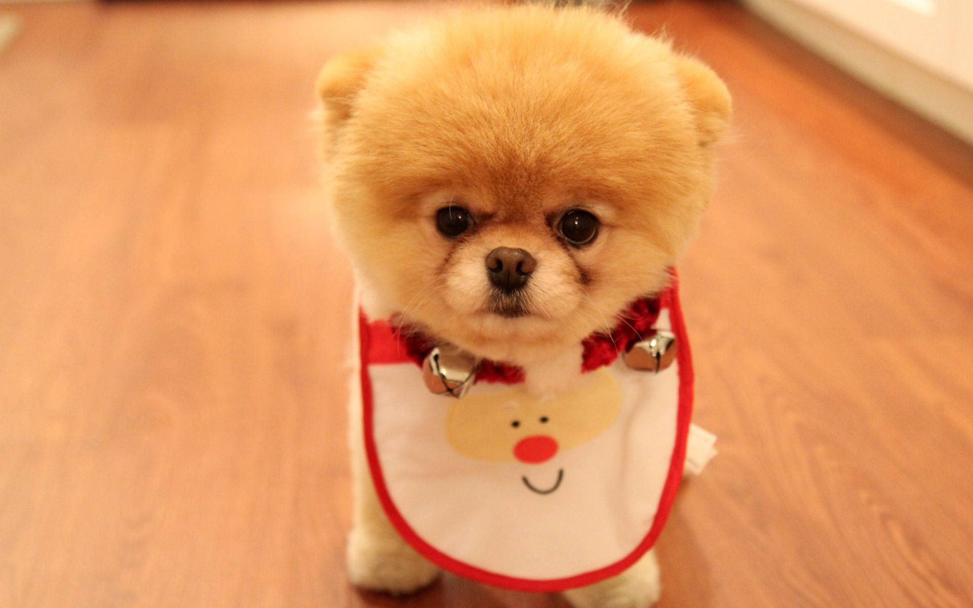 Cățeluș drăguț Pomeranian cu bavetă de Moș Crăciun Fundal