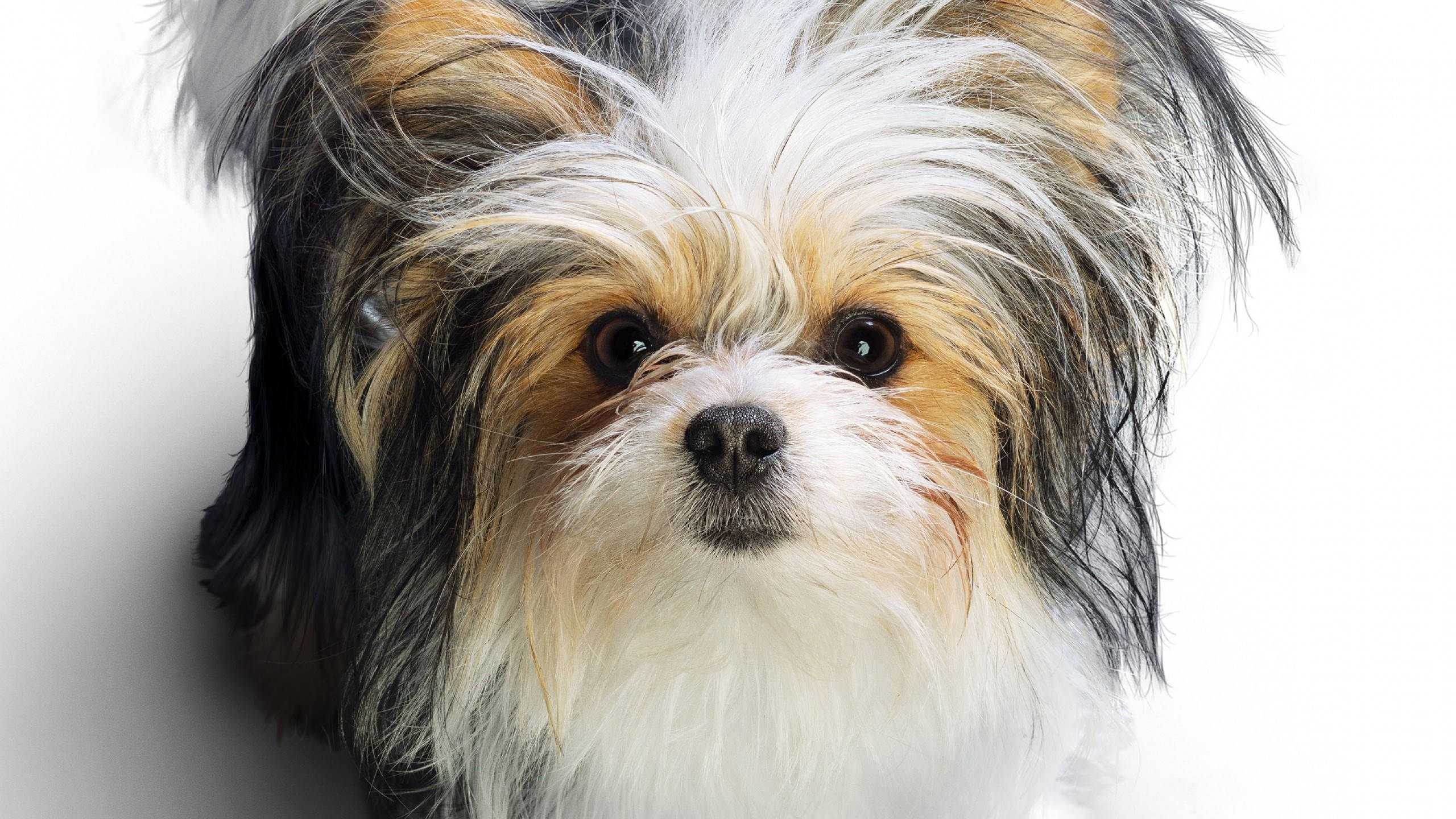 Cățeluș Drăguț Terrier Tricolor Fundal