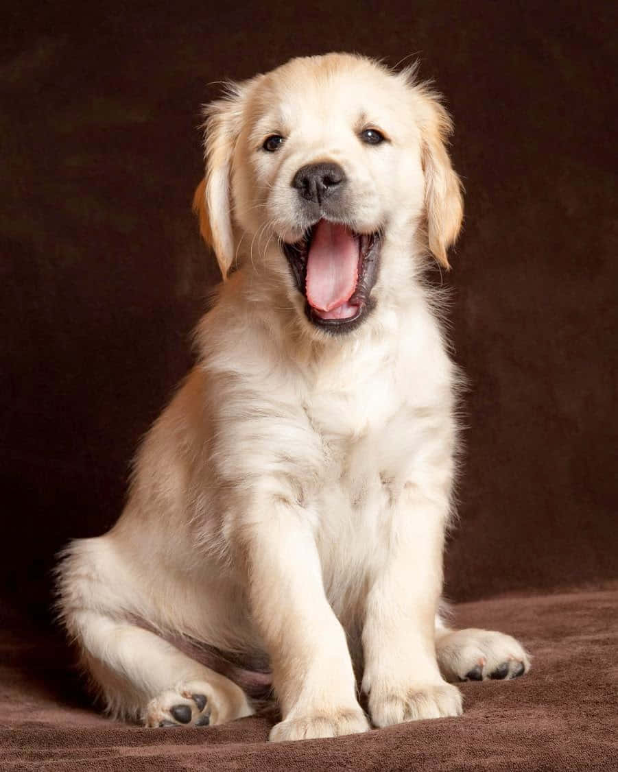 Cățeluș Golden Retriever căscând Fundal