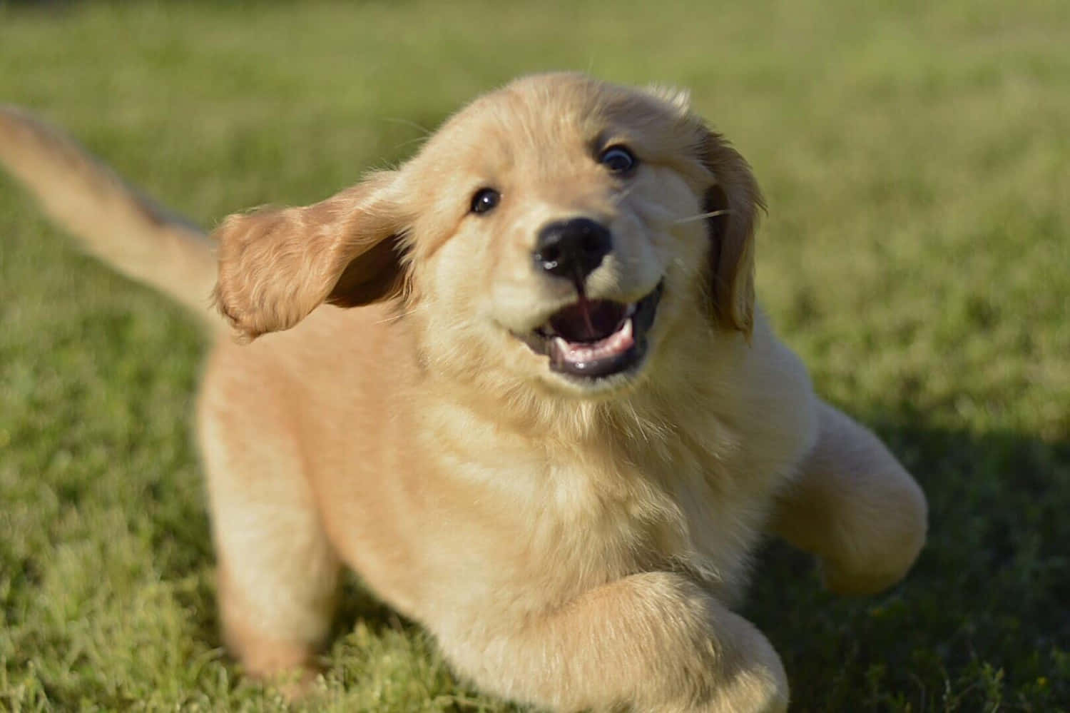 Cățeluș Golden Retriever care se joacă Fundal