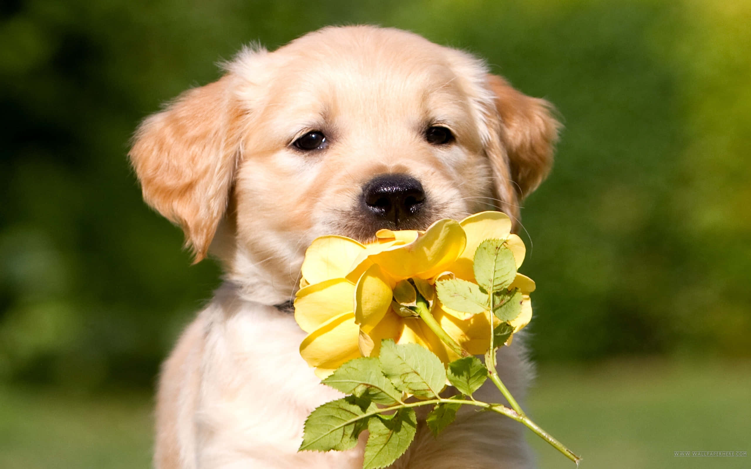 Cățeluș Golden Retriever cu Floare Fundal