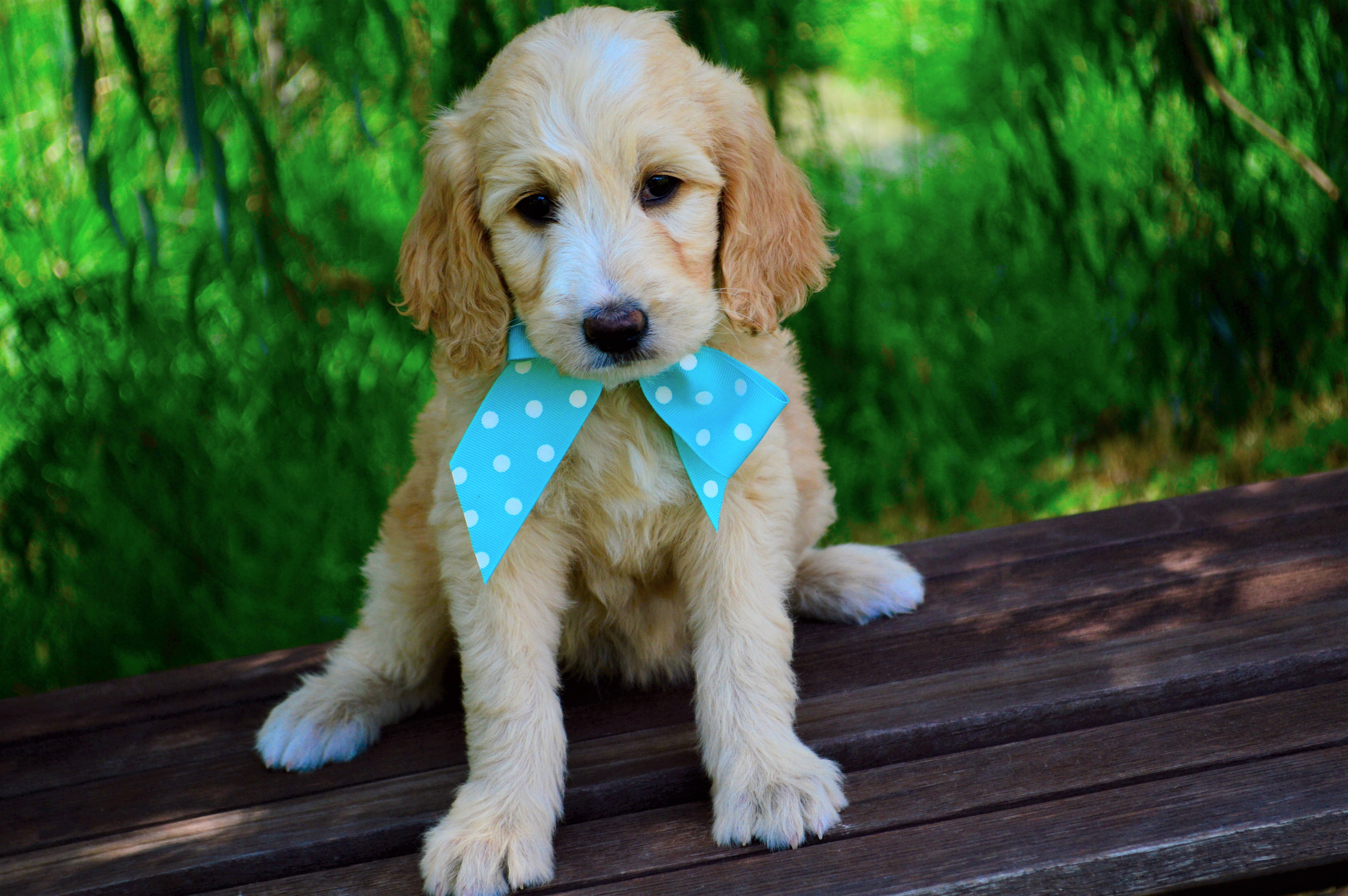 Cățeluș Goldendoodle drăguț cu papion Fundal
