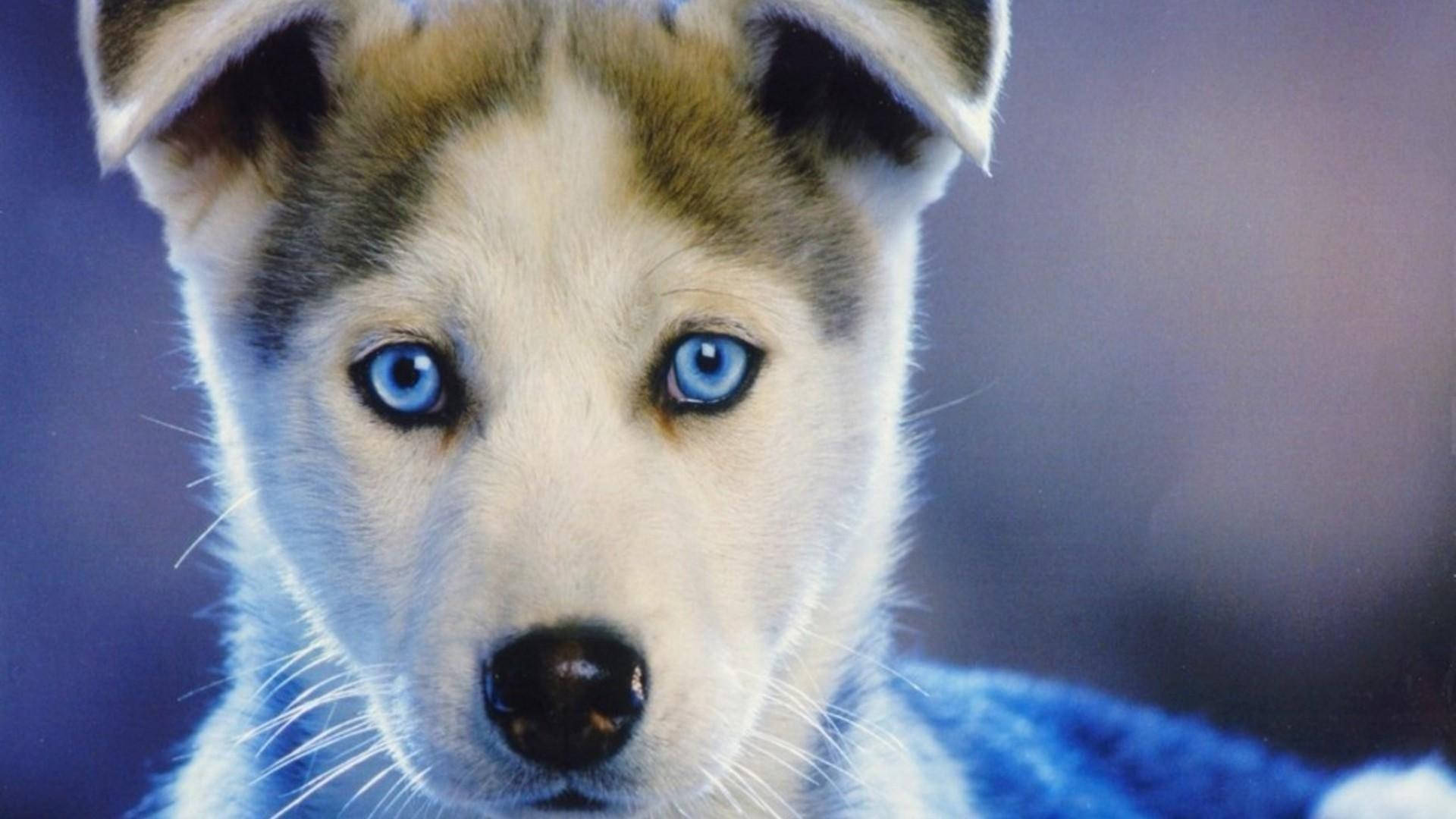 Cățeluș Husky Brun cu Ochi Albaștri Fundal