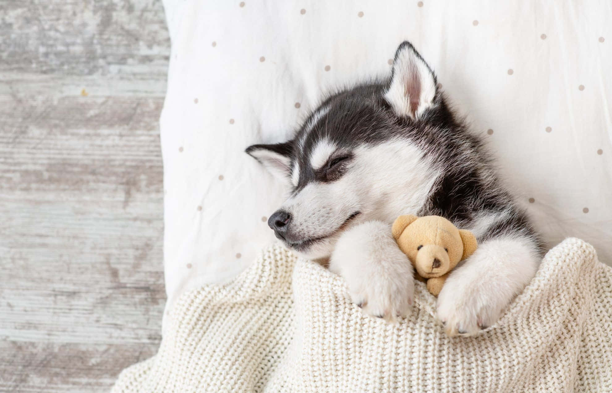 Cățeluș Husky drăguț care doarme cu un ursuleț de pluș Fundal