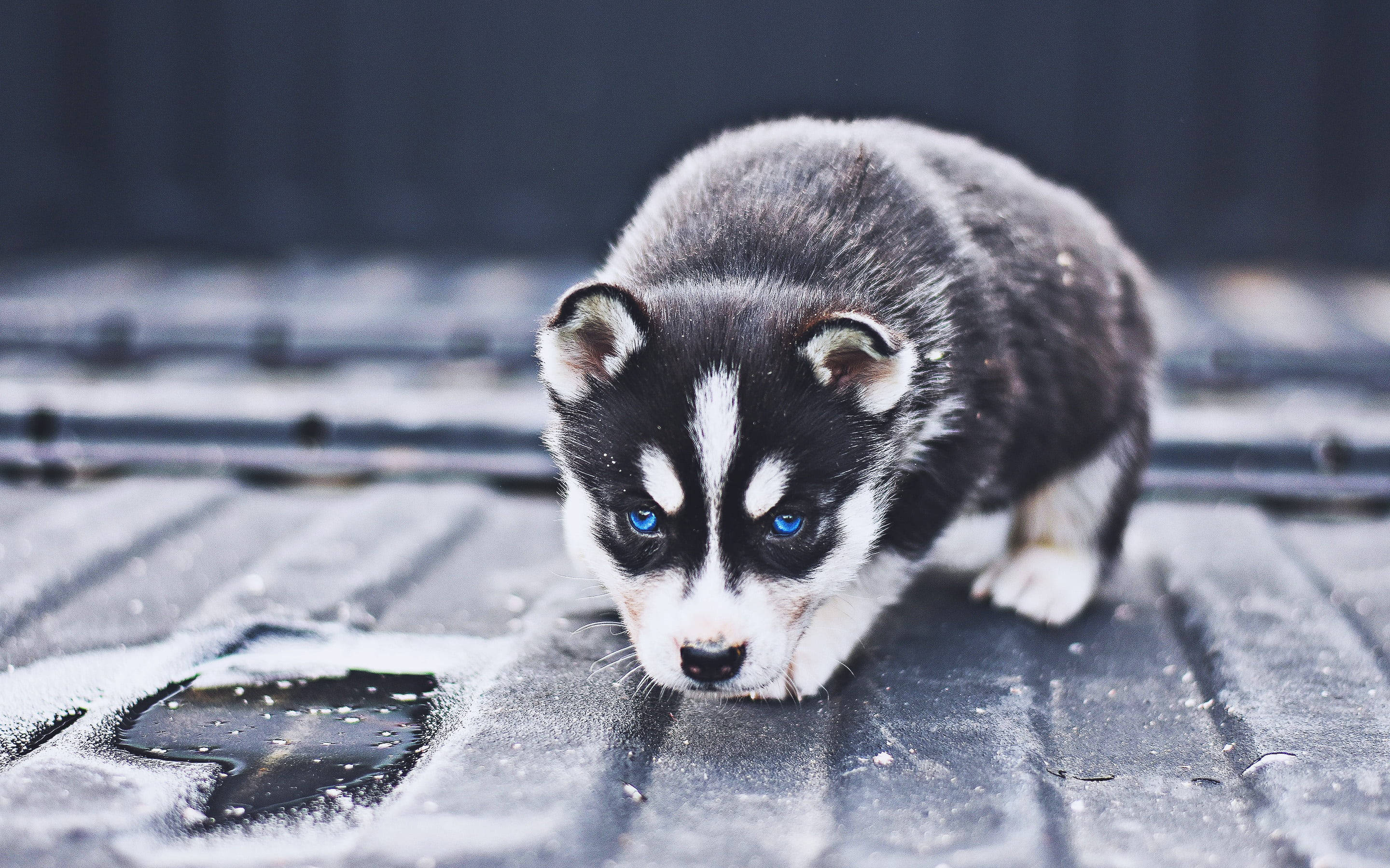 Cățeluș Husky Negru Ghemuit Fundal