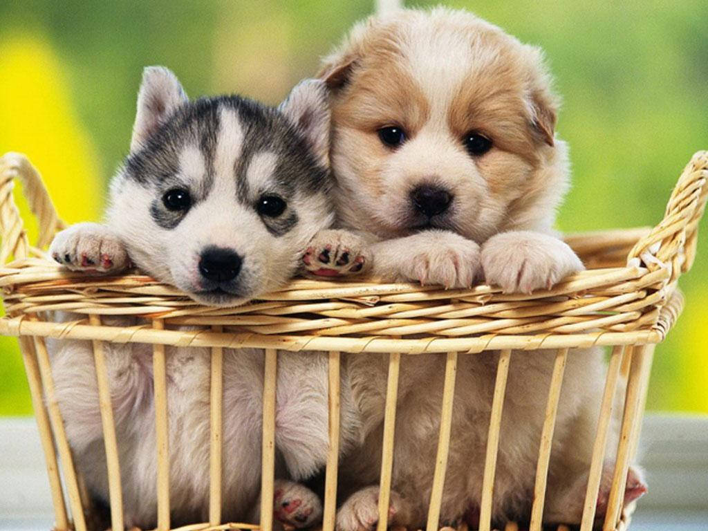 Cățeluș Husky și Golden Retriever în Coș Fundal