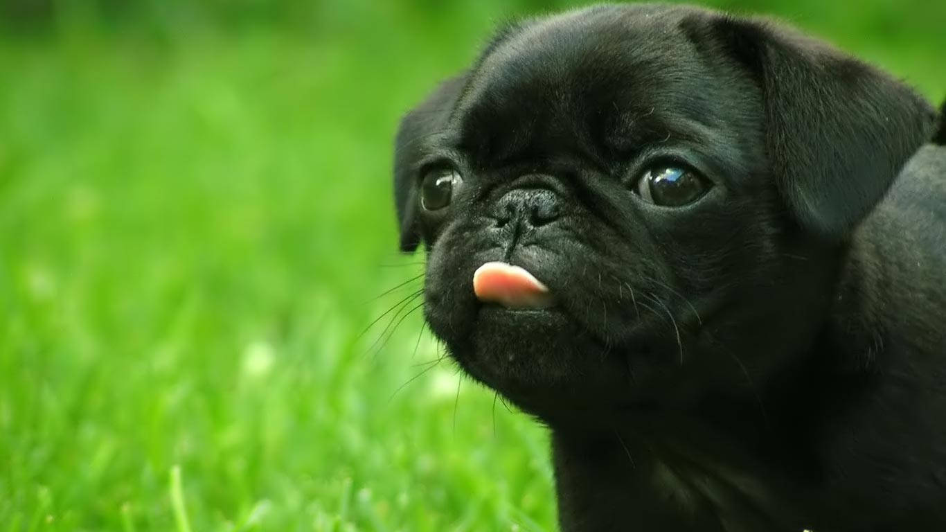 Cățeluș negru drăguț cu limba scoasă Fundal
