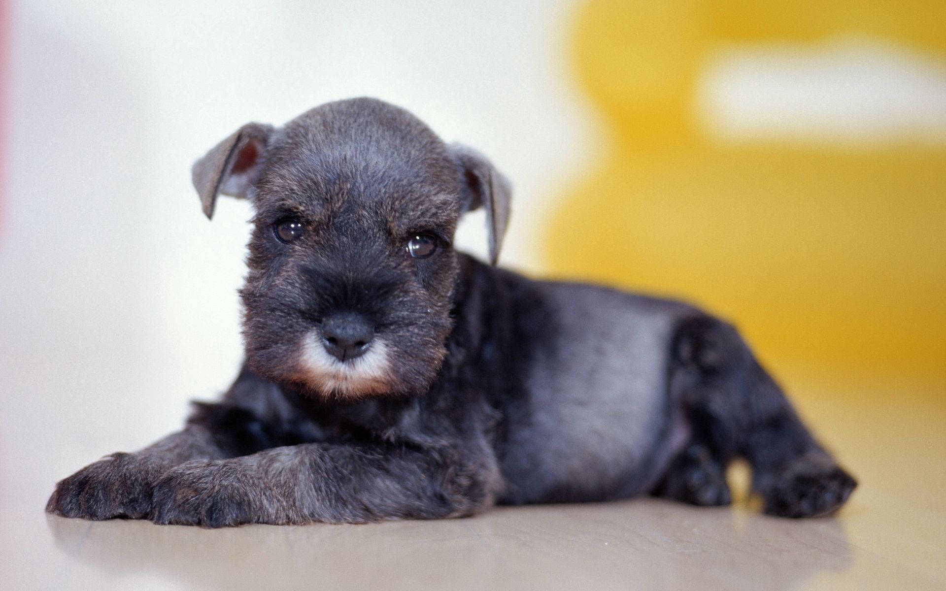 Cățeluș Negru Drăguț Animal Fundal