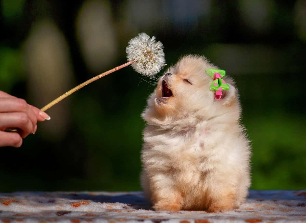 Cățeluș Pomeranian Drăguț Fundal