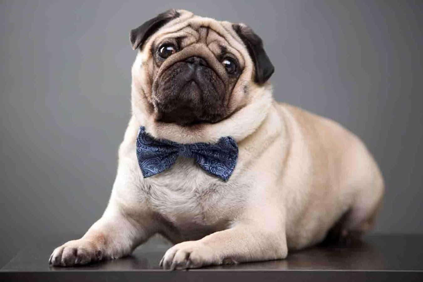 Cățeluș pug drăguț cu papion Fundal