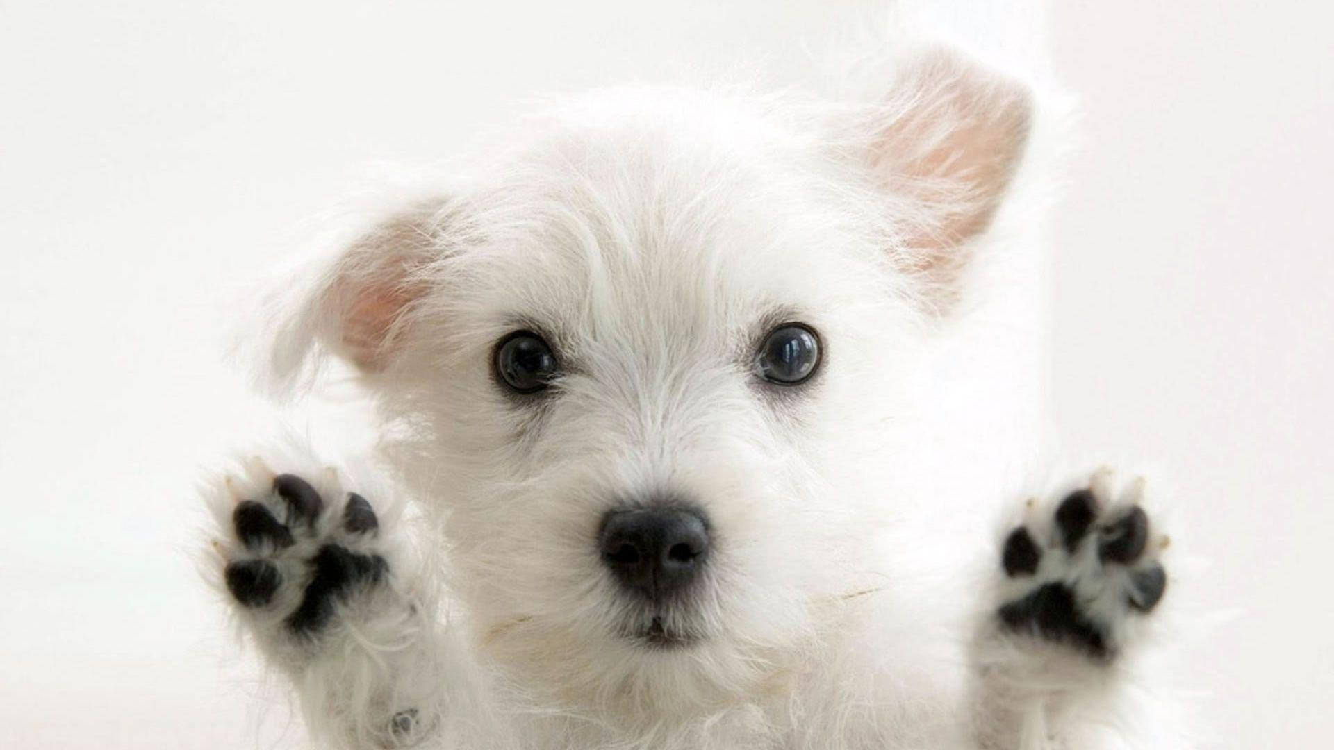 Cățeluș Terrier Alb Drăguț pentru Desktop Fundal