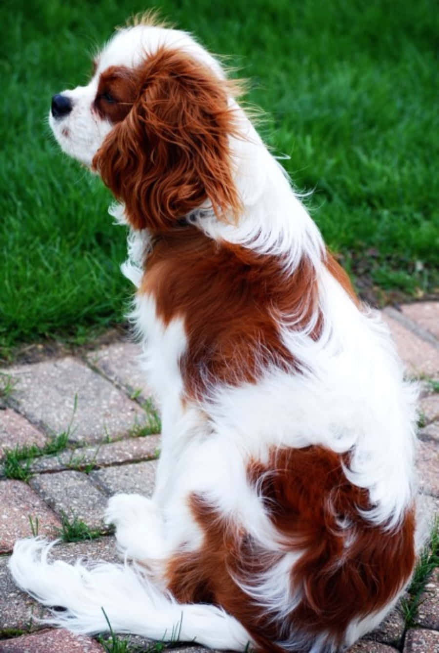 Cățelușă Cavalier King Charles Spaniel Fundal
