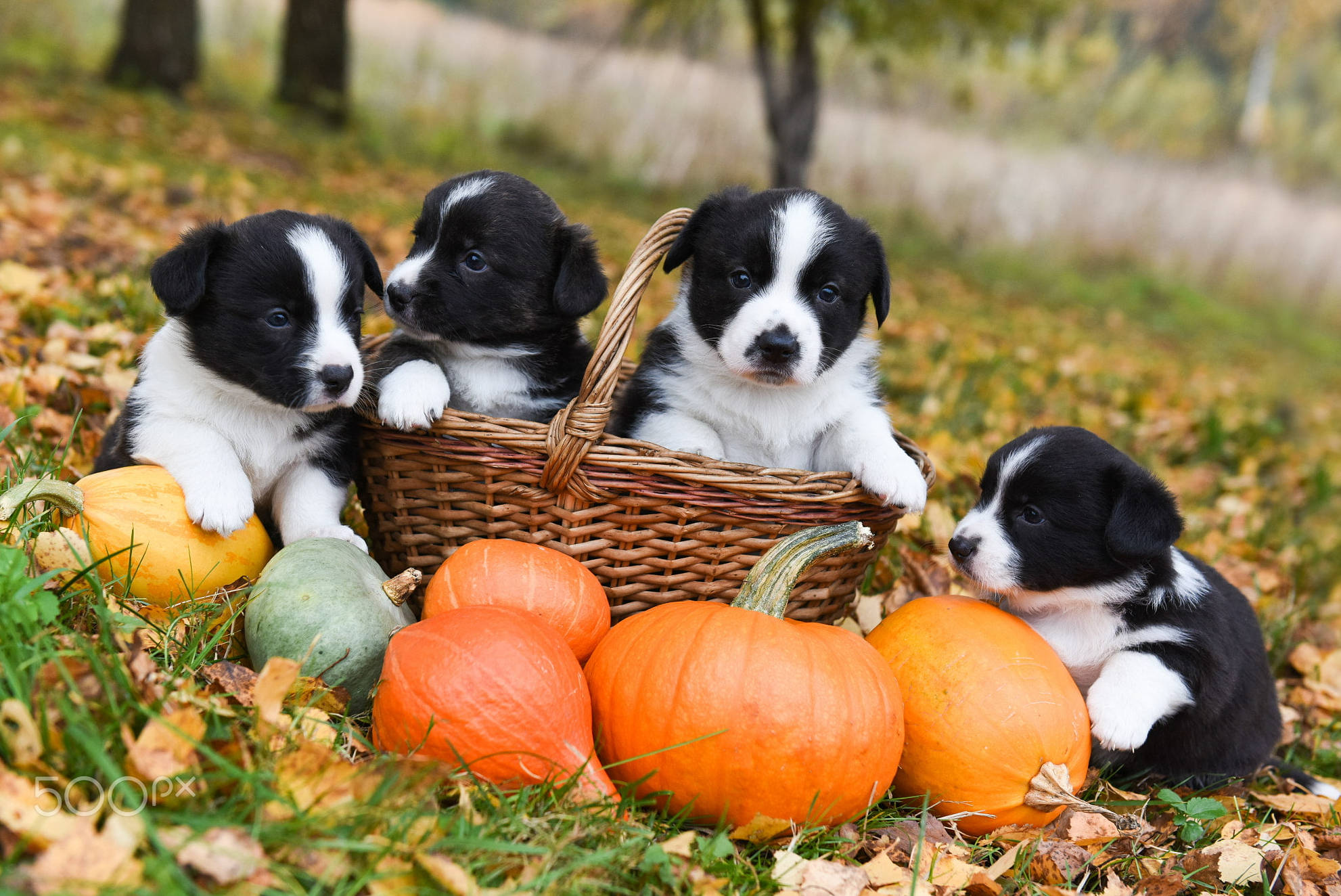 Cățeluși adorabili de Halloween care se bucură de o zi în parc Fundal