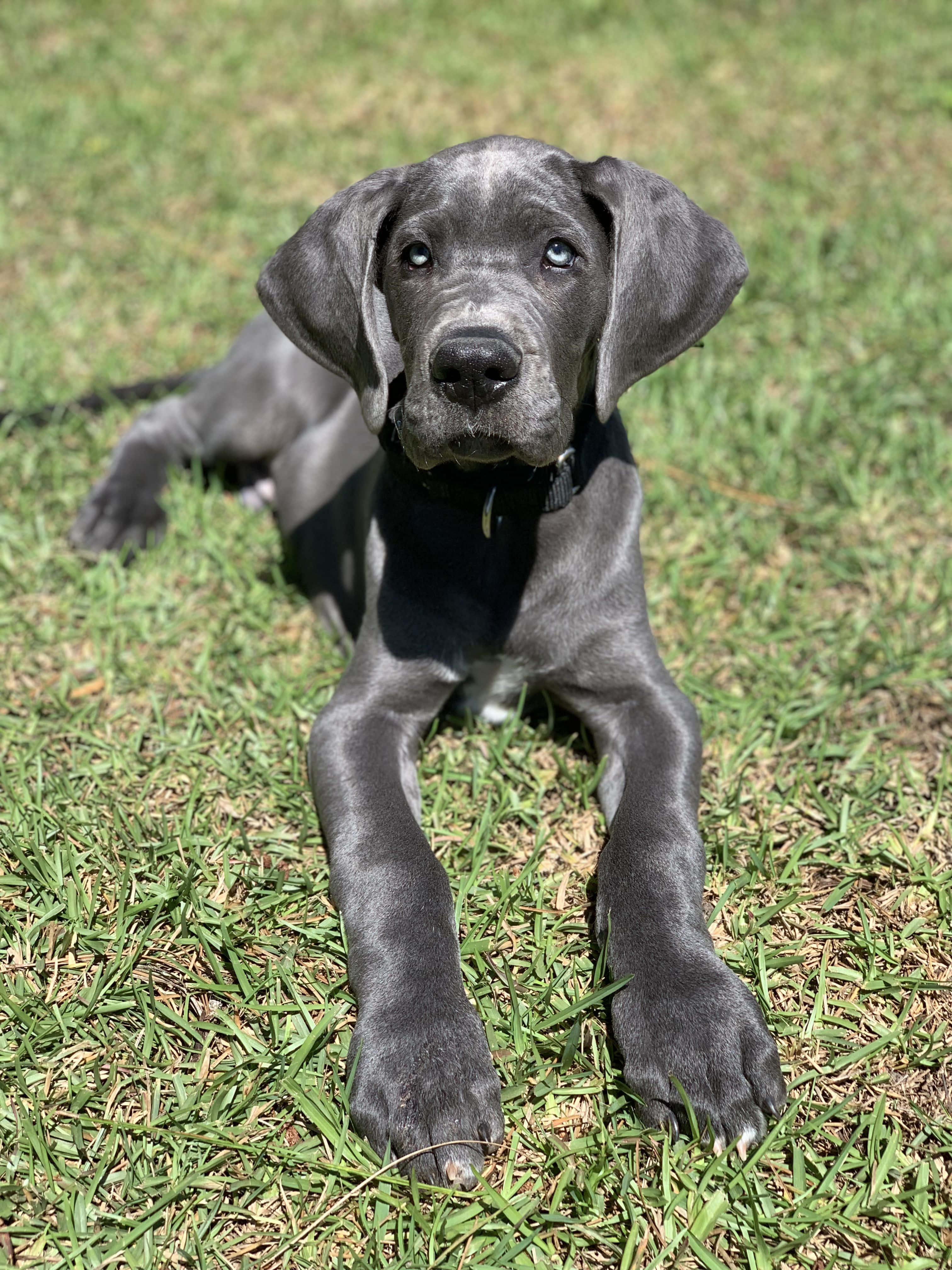 Cățeluși Adorabili de Great Dane Dormind Fundal
