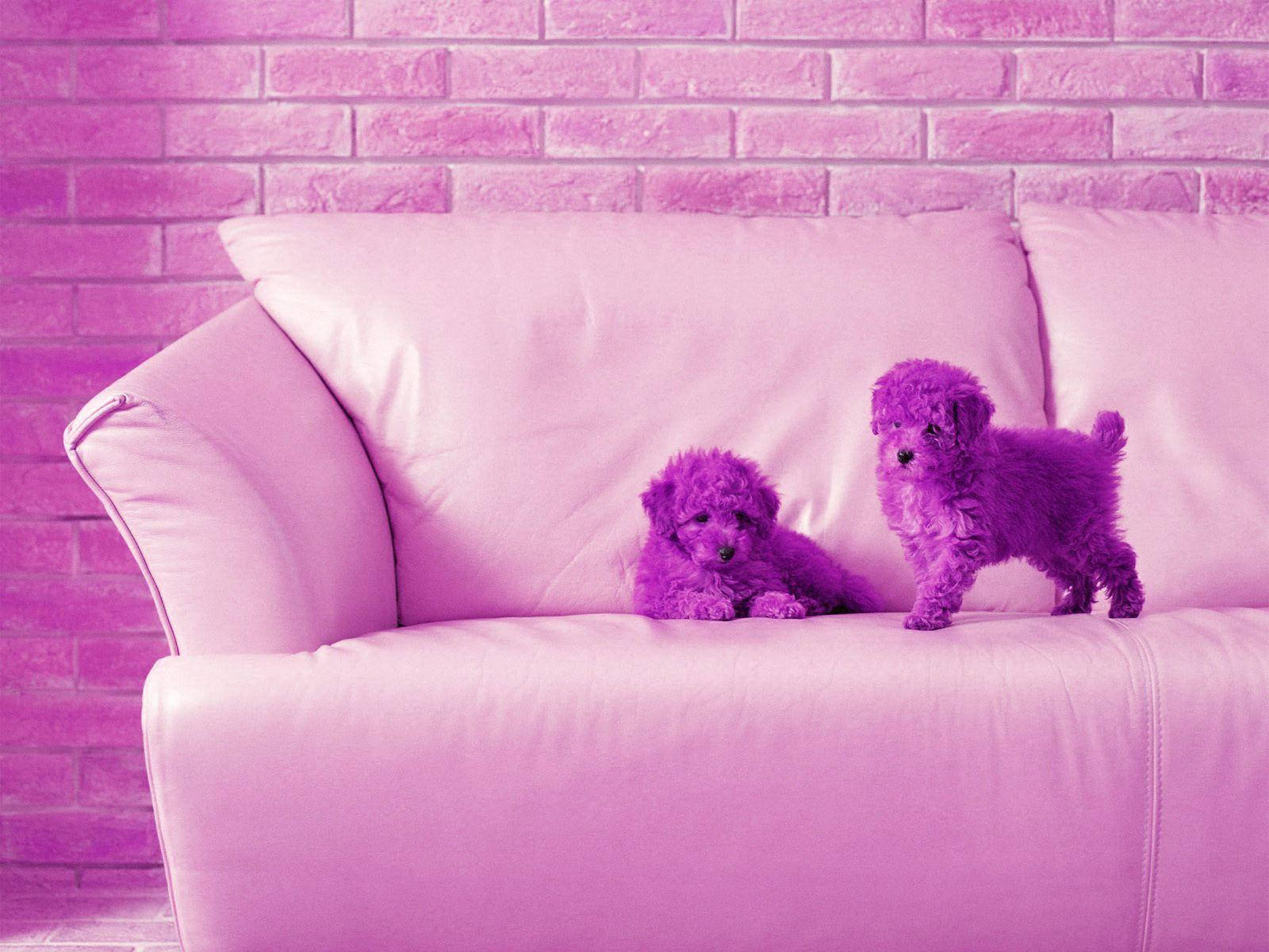 Cateluși Bichon Mov pentru Desktop Fundal