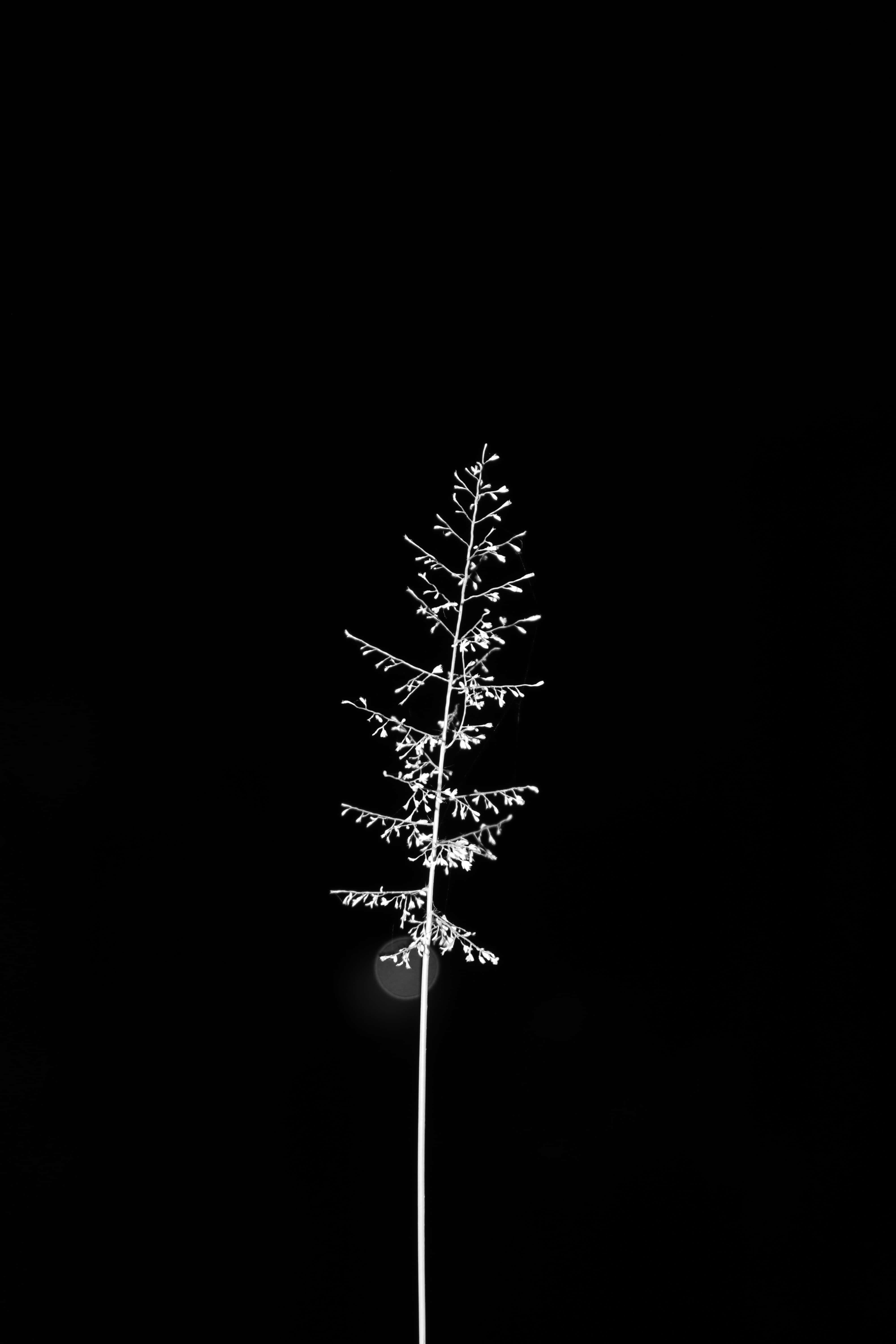 Cel mai bun fundal minimalist cu un copac aspen Fundal