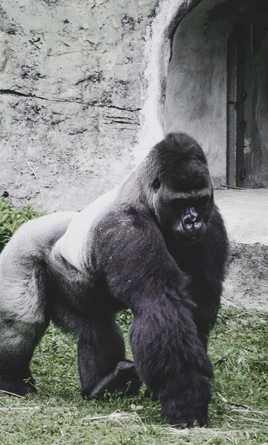 Cel Mai Bun Gorilla Pe Fundal De Beton Fundal