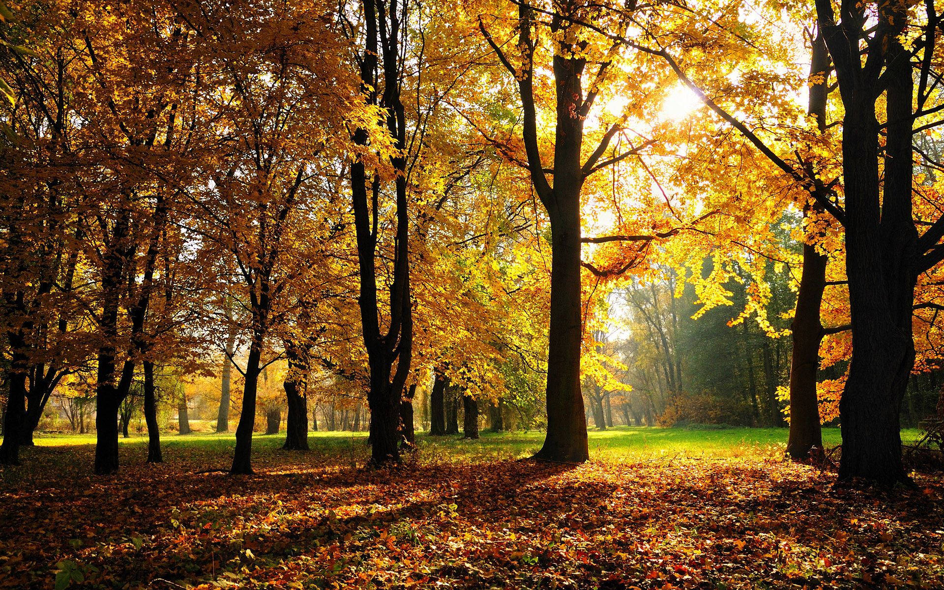 Celebrate the beauty of autumn with a stroll through a shady hickory forest Fundal
