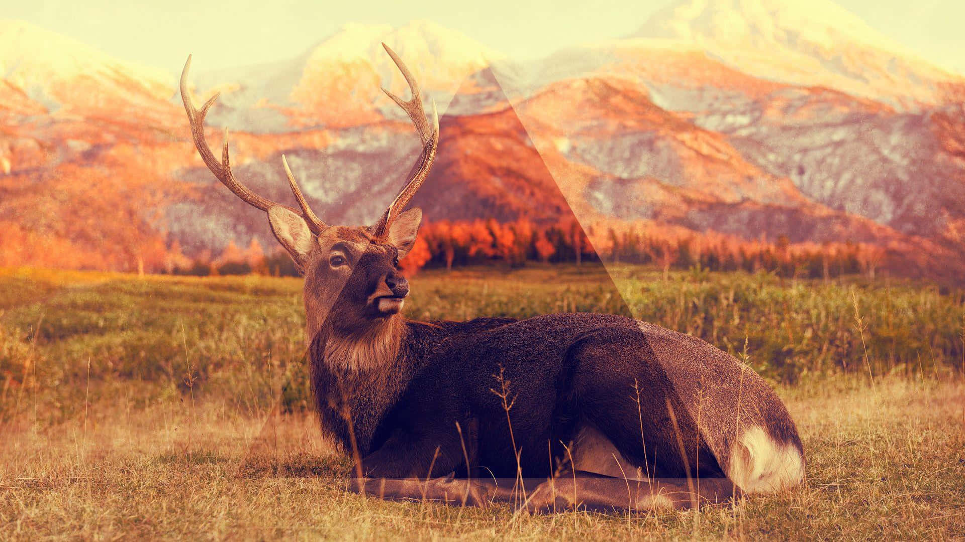 Cerb Hipster pe Desktop Fundal