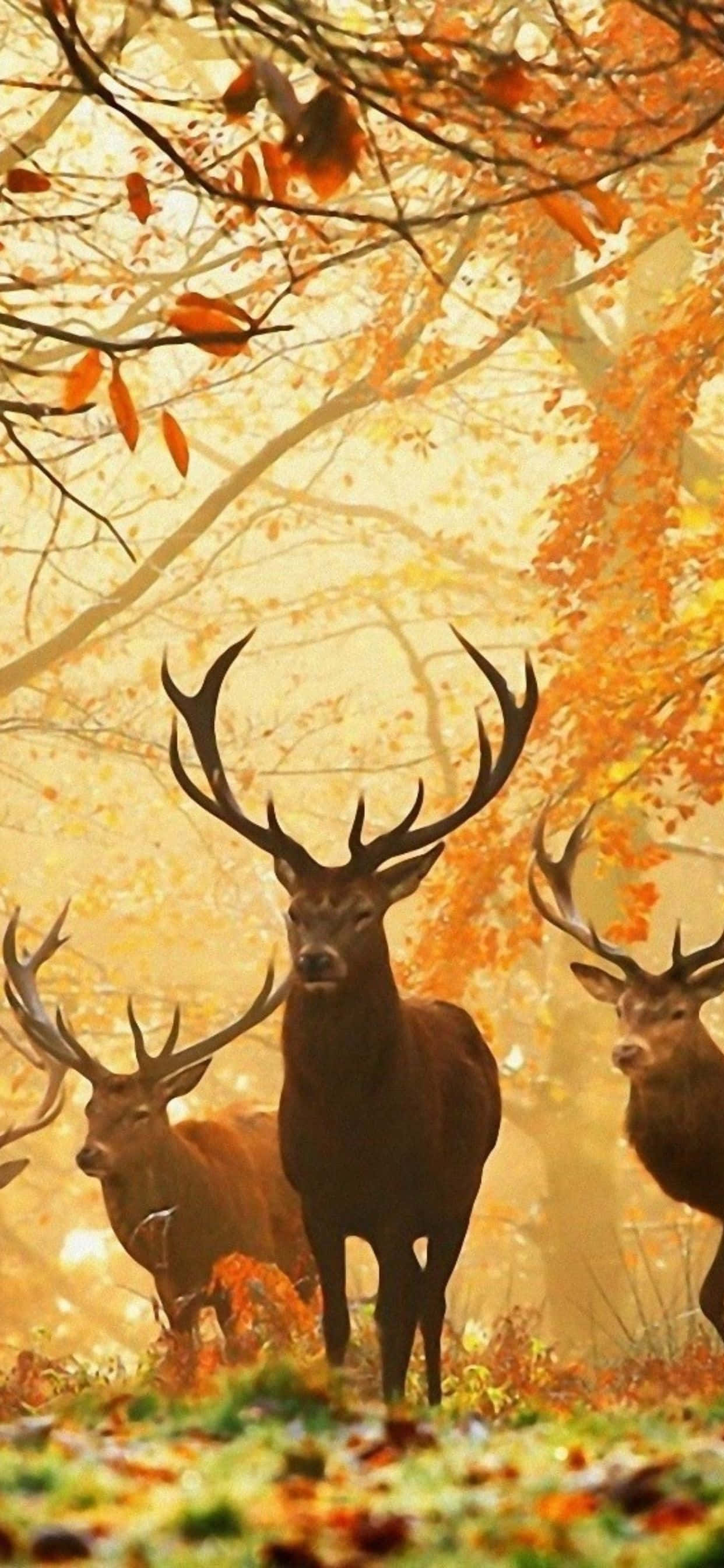 căprioară în pădure cu frunze de toamnă Fundal