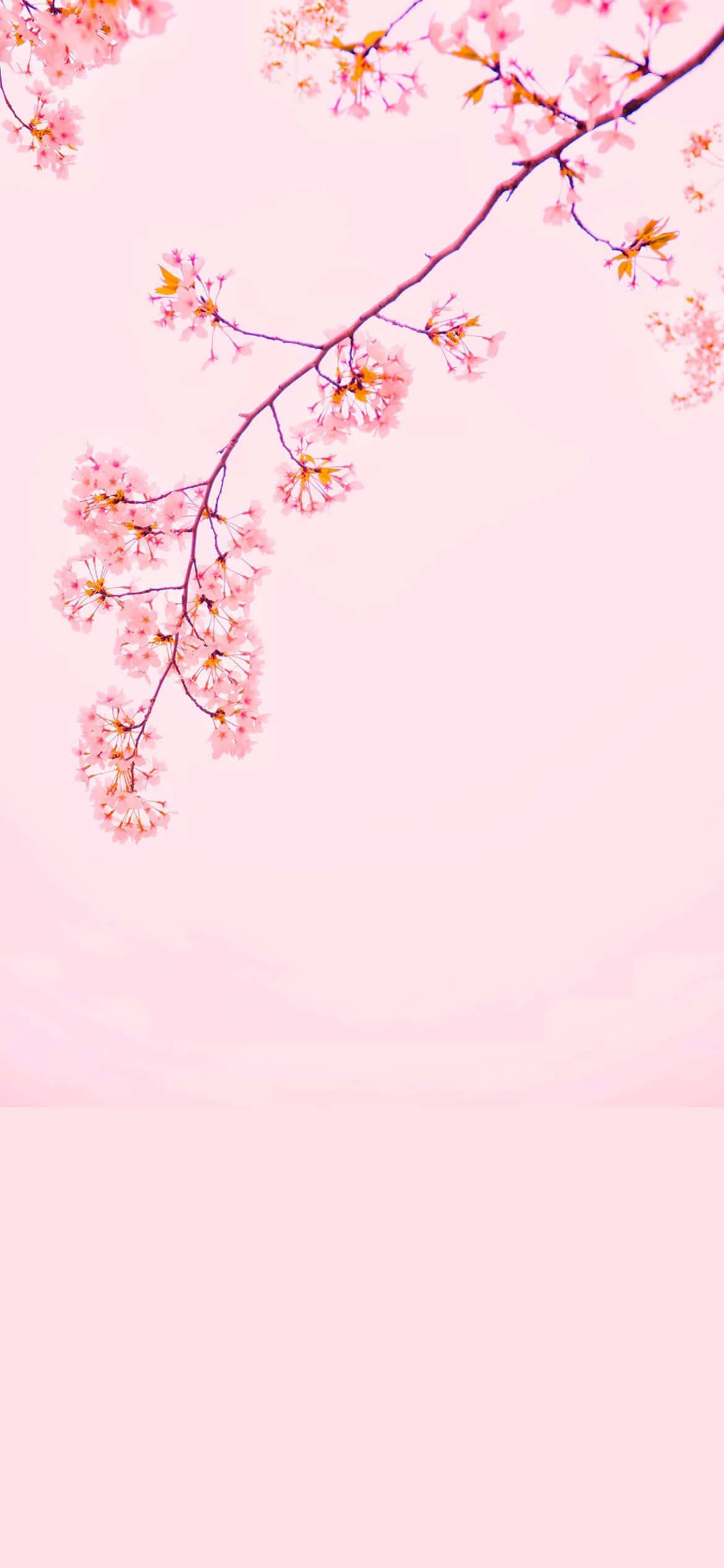 Cherry Blossom iPhone 12 Fundal