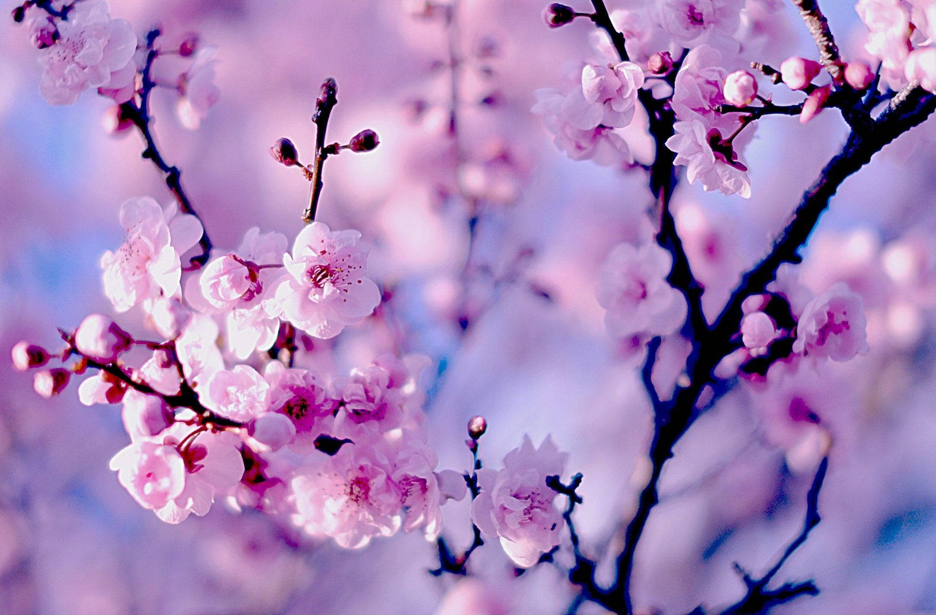 Cireși Japonezi Wallpaper — Floare de cireș Fundal