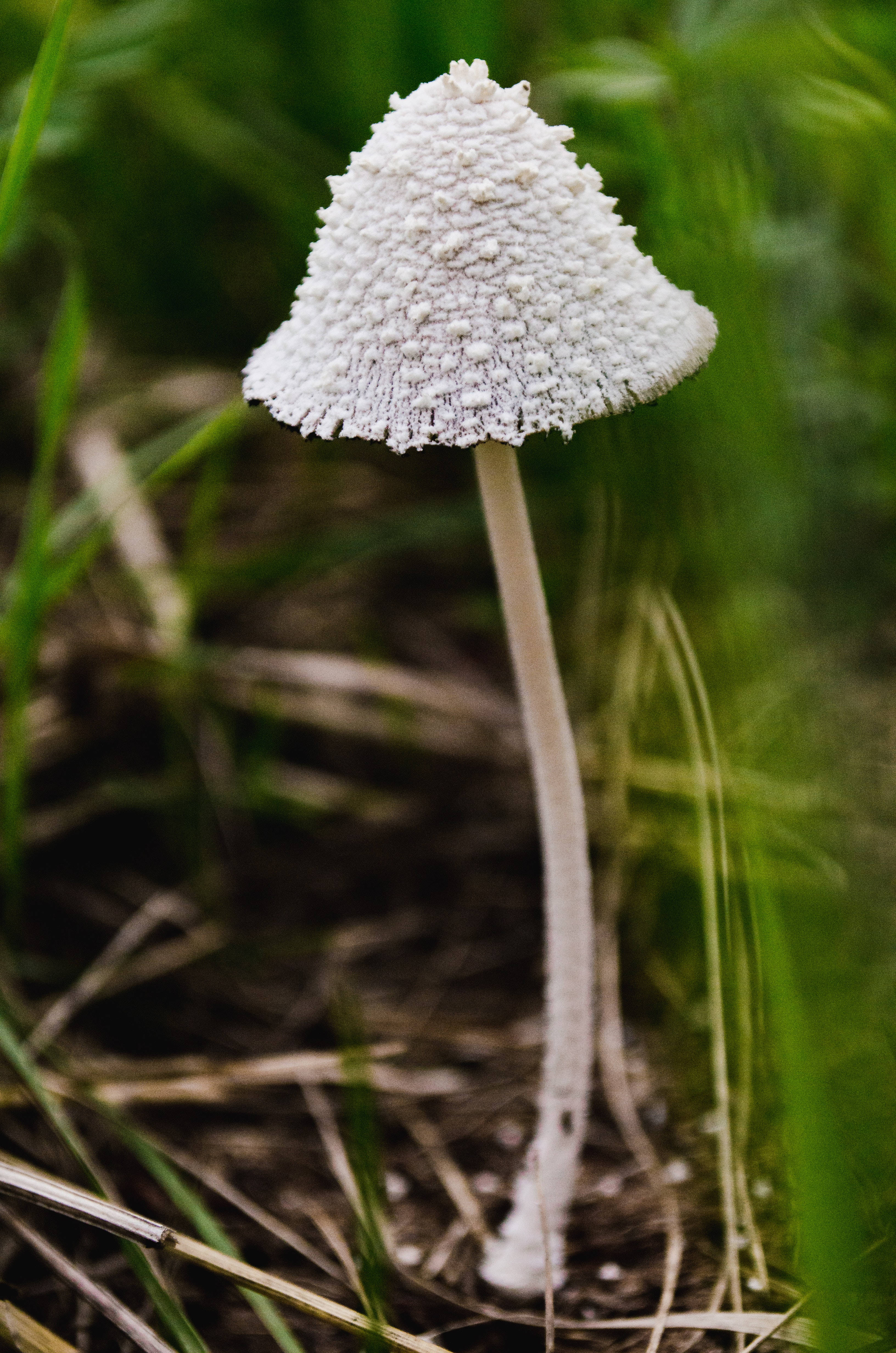 Ciuperca Coprinopsis nivea în peisaj de iarnă Fundal