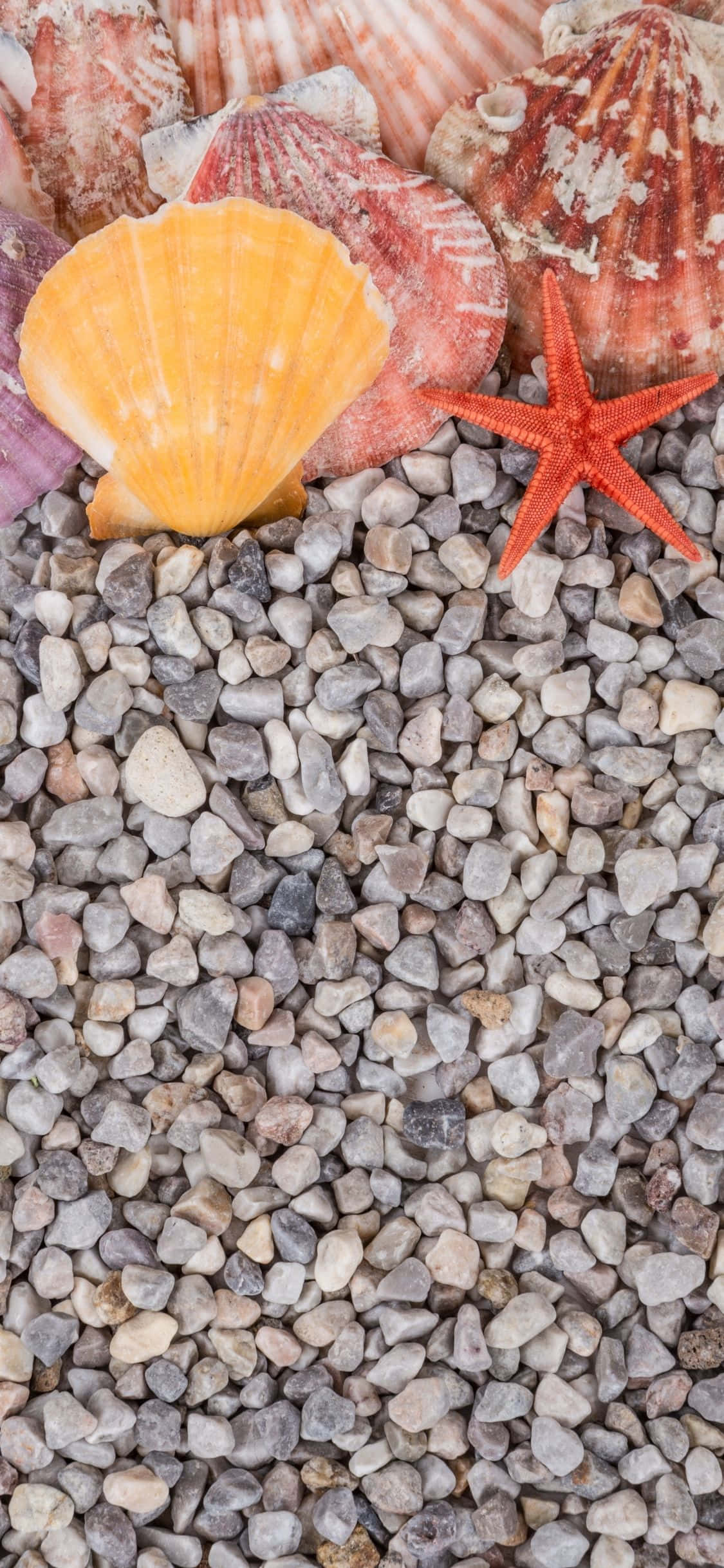 Cochilii de scoică pe pietricele – Fundal de vară iPhone X Fundal