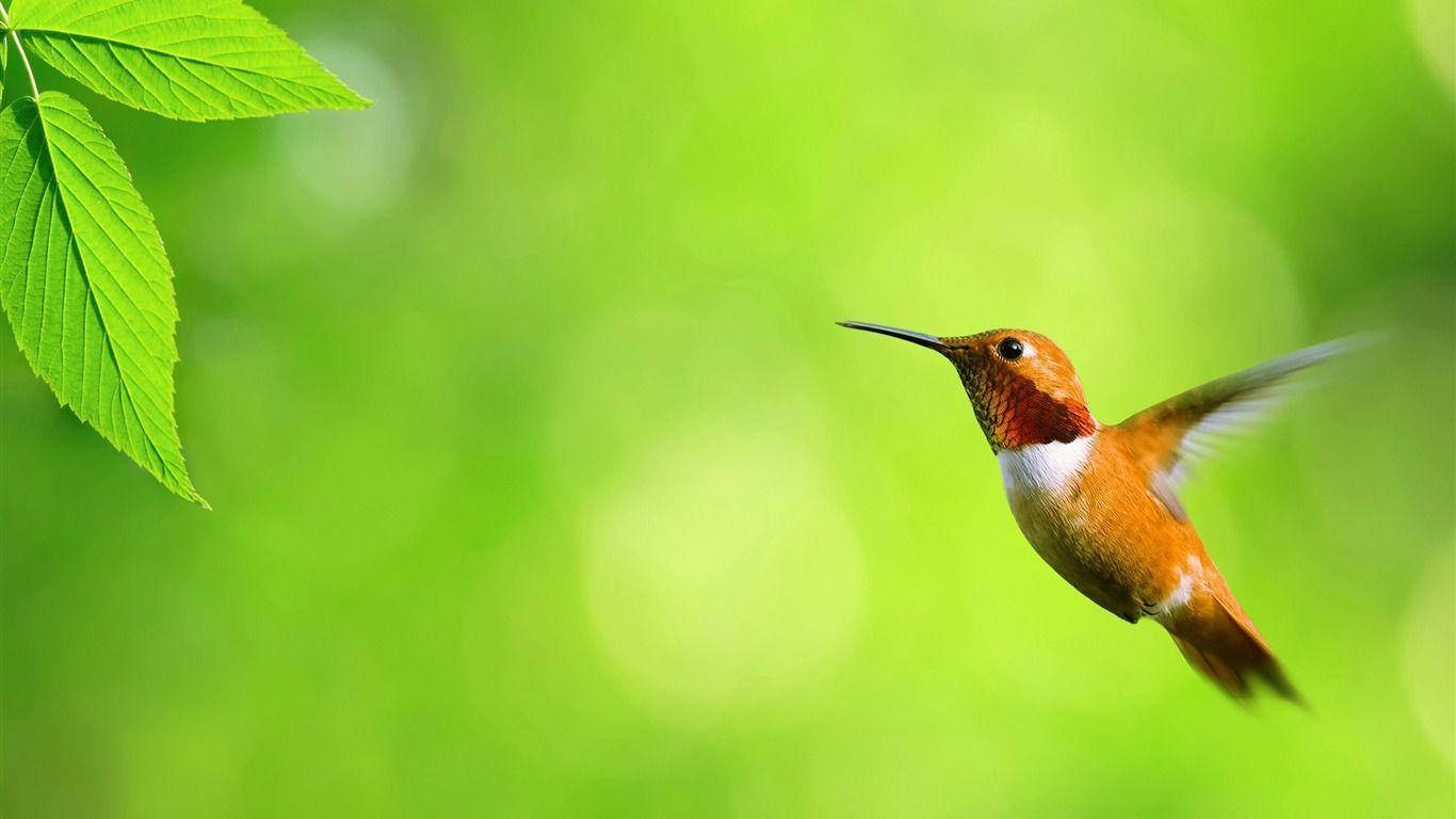 Colibri Pasărea Colibri Drăguță Desktop Fundal