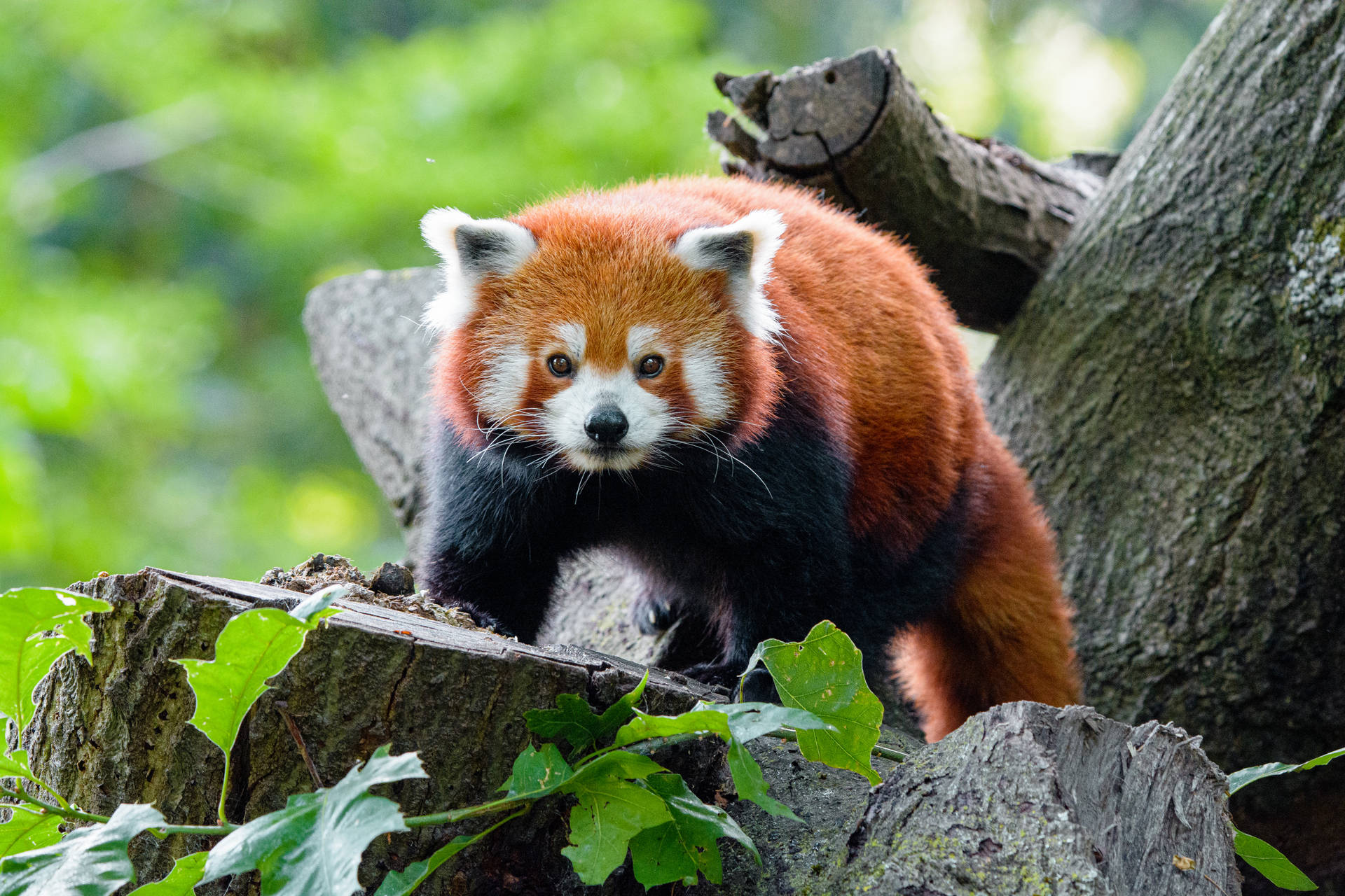 Tapet cu copac tăiat și panda roșu în vârf. — Panda Fundal